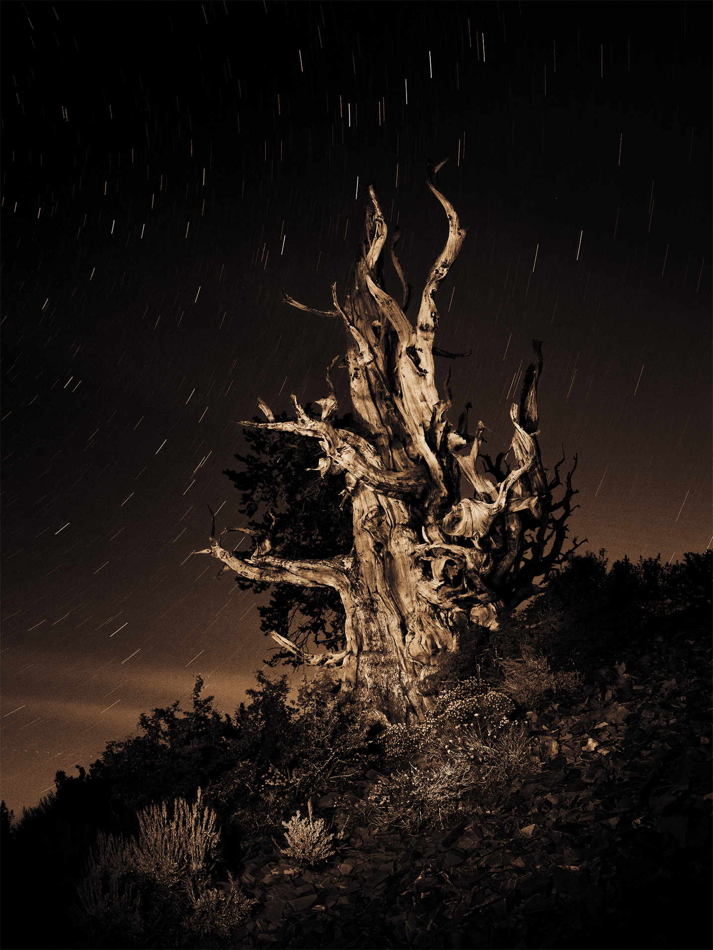 Bristlecone Pines, Study 19