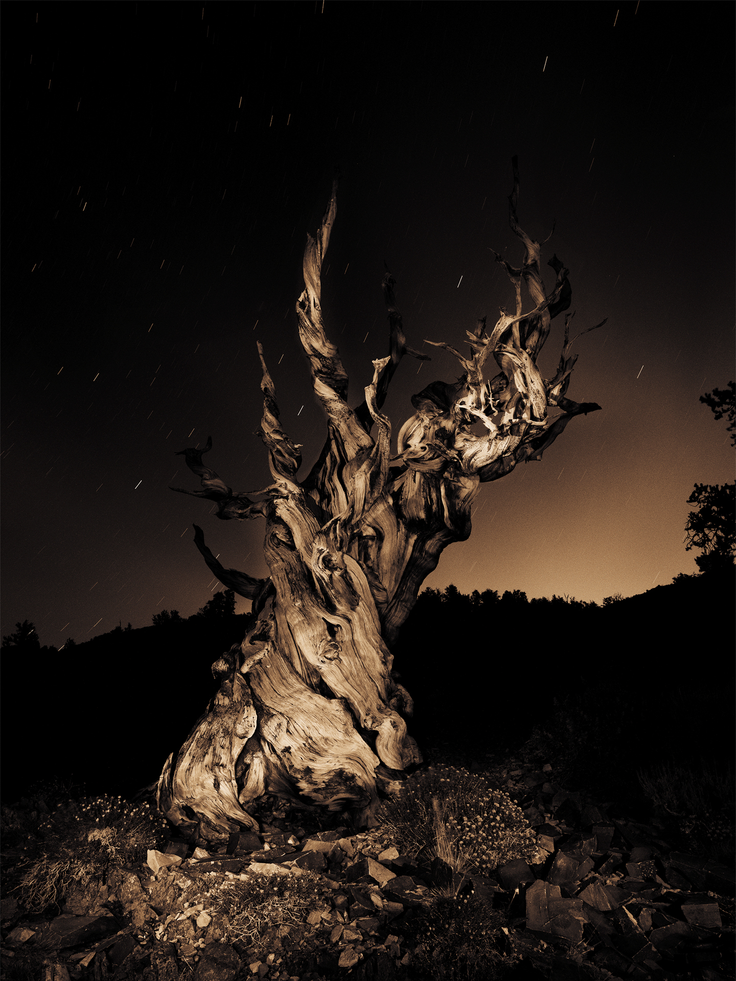 Bristlecone Pines, Study 18