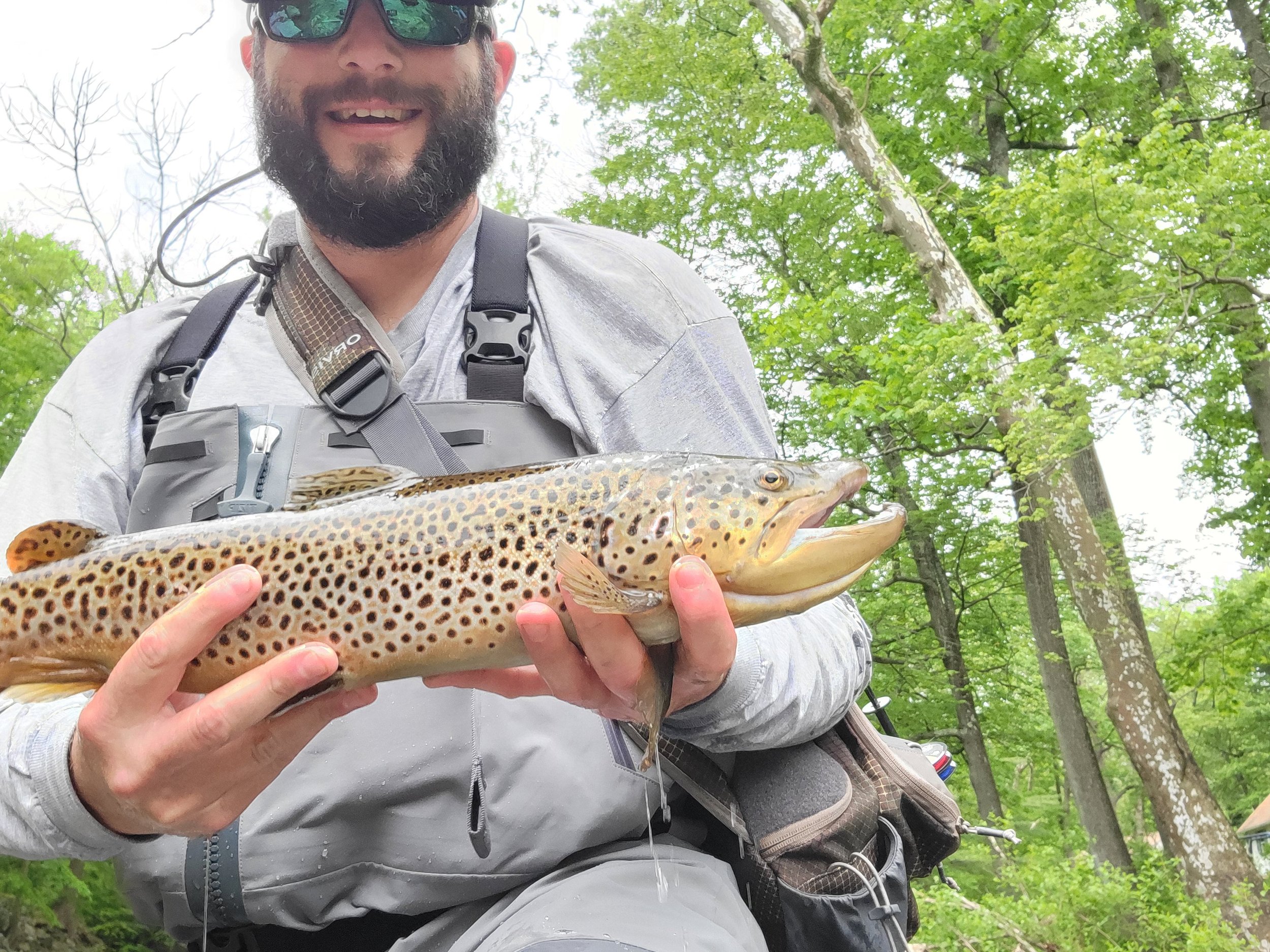 Brown trout on the Little Lehigh Creek