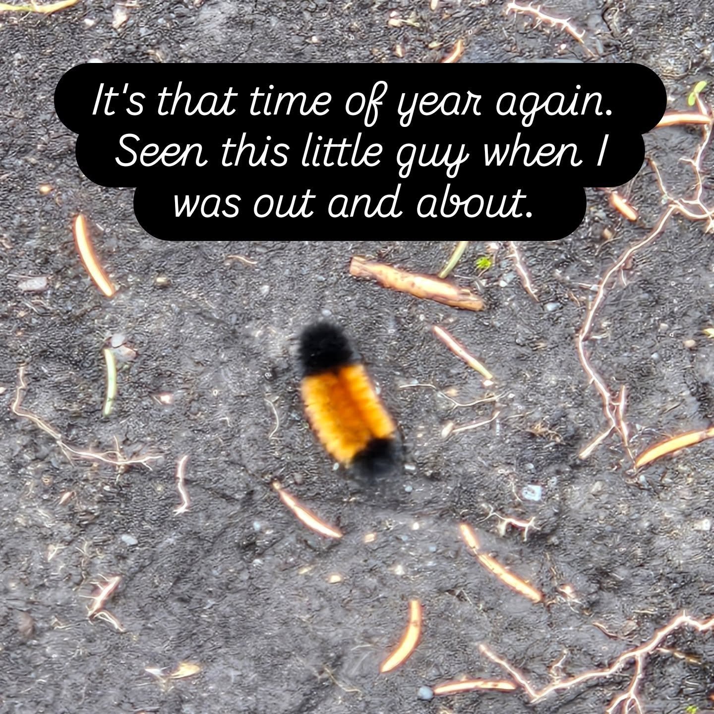 I'm always one to be looking around as I walk. Seen this little guy making a mad dash across the trail. Be mindful where you step.  Get outdoors and enjoy the beauty. 
#naturewalksunday #coolbuglife #lookdownseason 
#stessrelief