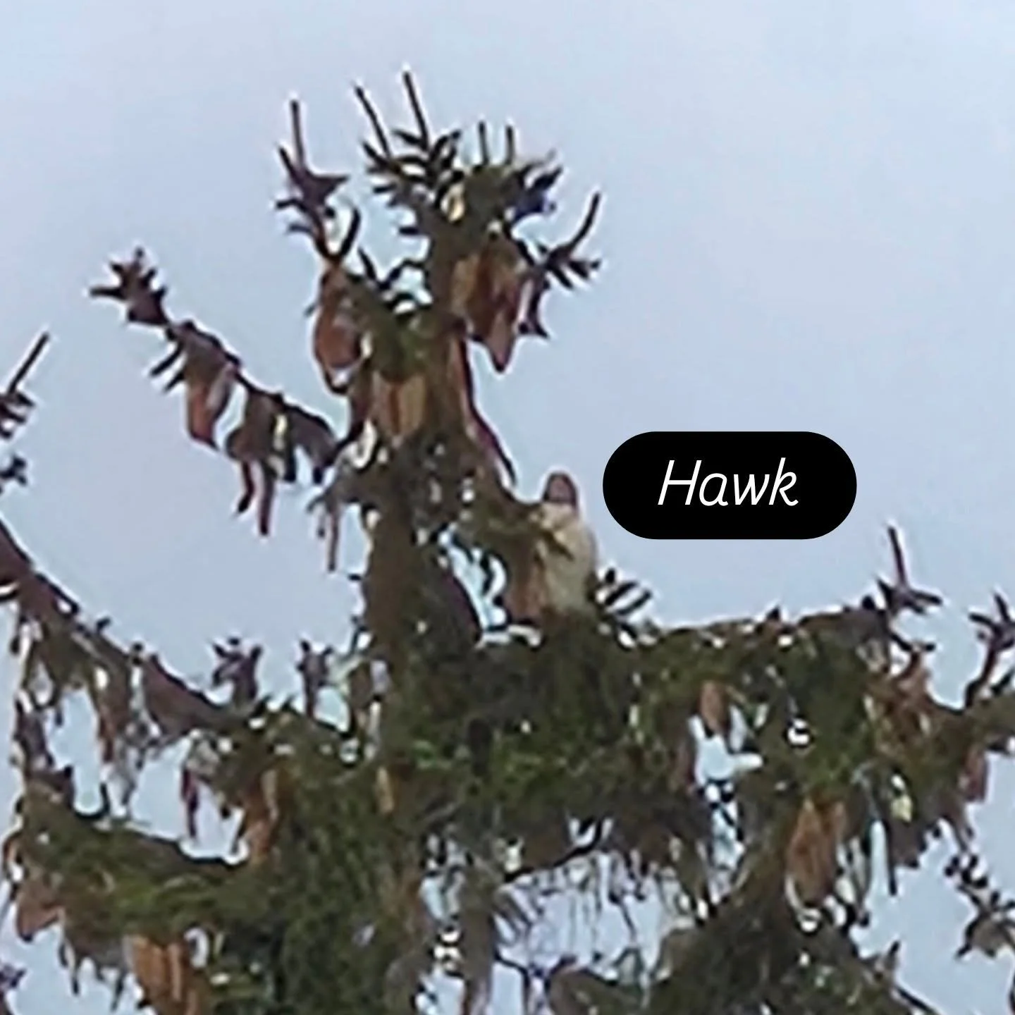 The crows were making alot of noise! Looked up and seen them swooping around this pine tree. I couldn't  see what they were swooping at till I zoomed in with the phone. This hawk was just trying to chill..

#outdoors #lookupmore #naturewalksunday #st