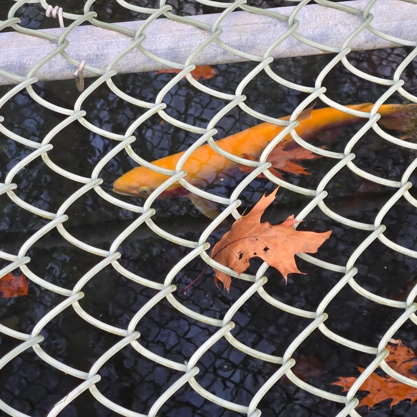 Went out fishing today! Walked passed the hatchery, this guy was in the State Records area. The picture does him no justice.  He had to be about 5 lbs. Beautiful fish. 

#palamenotrout #hatcheryfish #hatcherymade 
#recordfish #southeastpennsylvania #