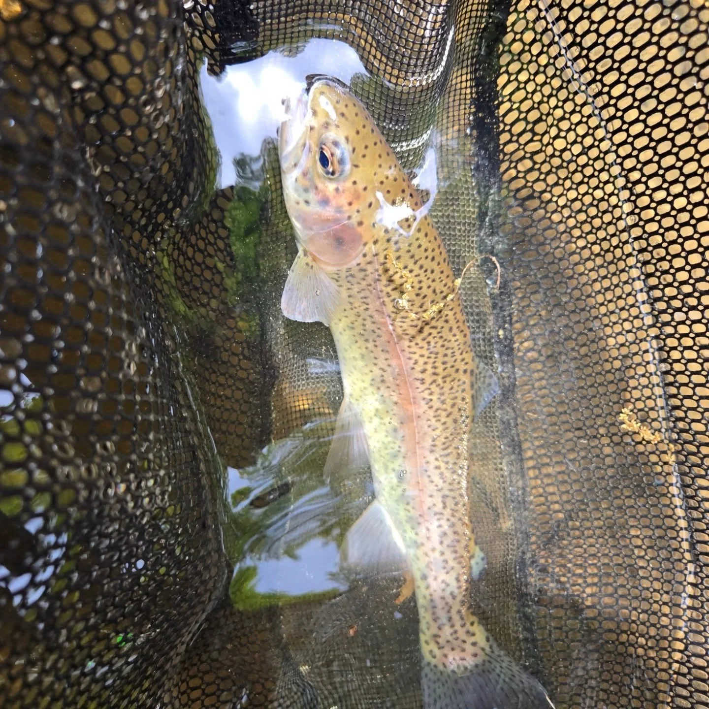 Caught this beautiful fish,  what I called a wild trout only to be told it was a hatchery released as a fingerling. Im not here to argue or say I dont know what im doing. I am asking for feedback and opportunity for explanation. If im incorrect pleas