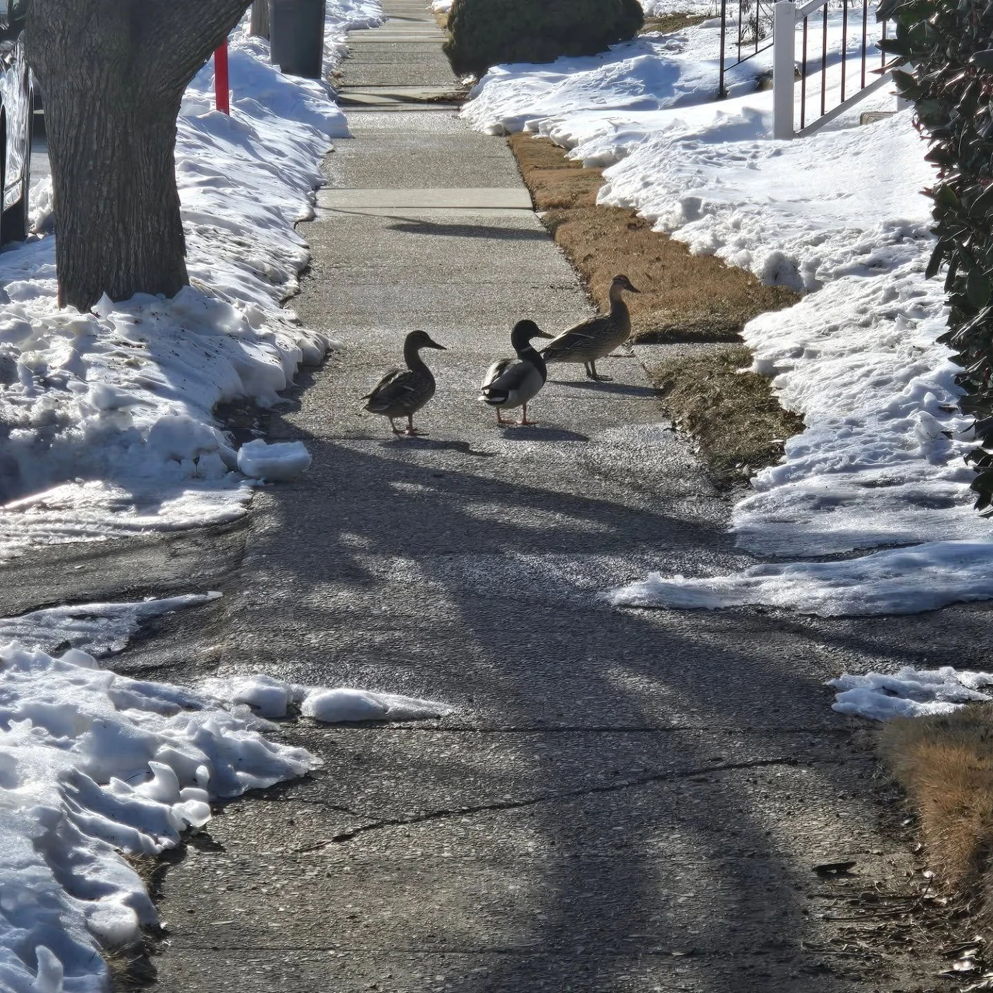 When the wildlife comes to the concrete jungle.

#mallards #concretejungle #wildlifephoto #lost