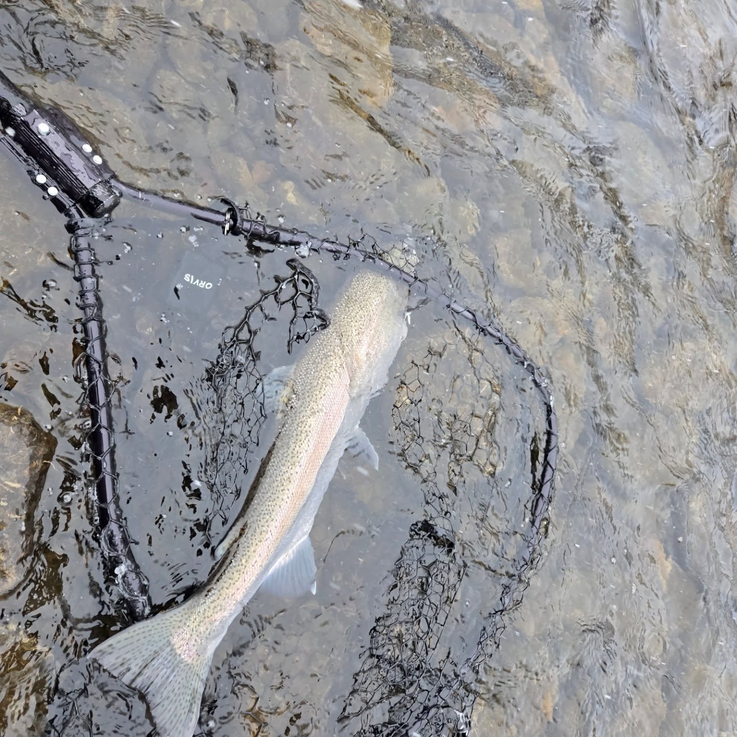 Keep them wet when the windchill is freezing. Keeps the gills from freezing and killing them. 
#steelhead #veteranflyfishing #stressreliever #smallbusinessowners #calmwaters