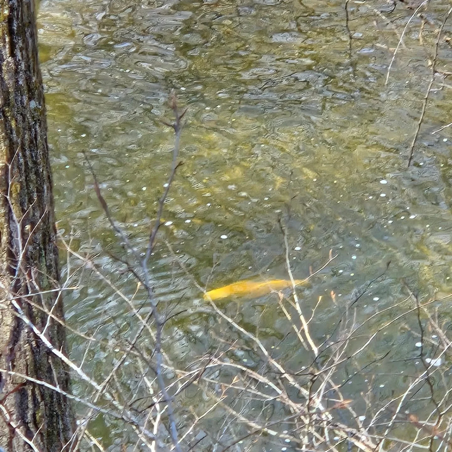An absolute monster of a palameno trout. This picture is from about 30 yrs aways from the walking trail, id say and easy 6lbs.

#patroutfishing #palamenotrout #hatcheryfish