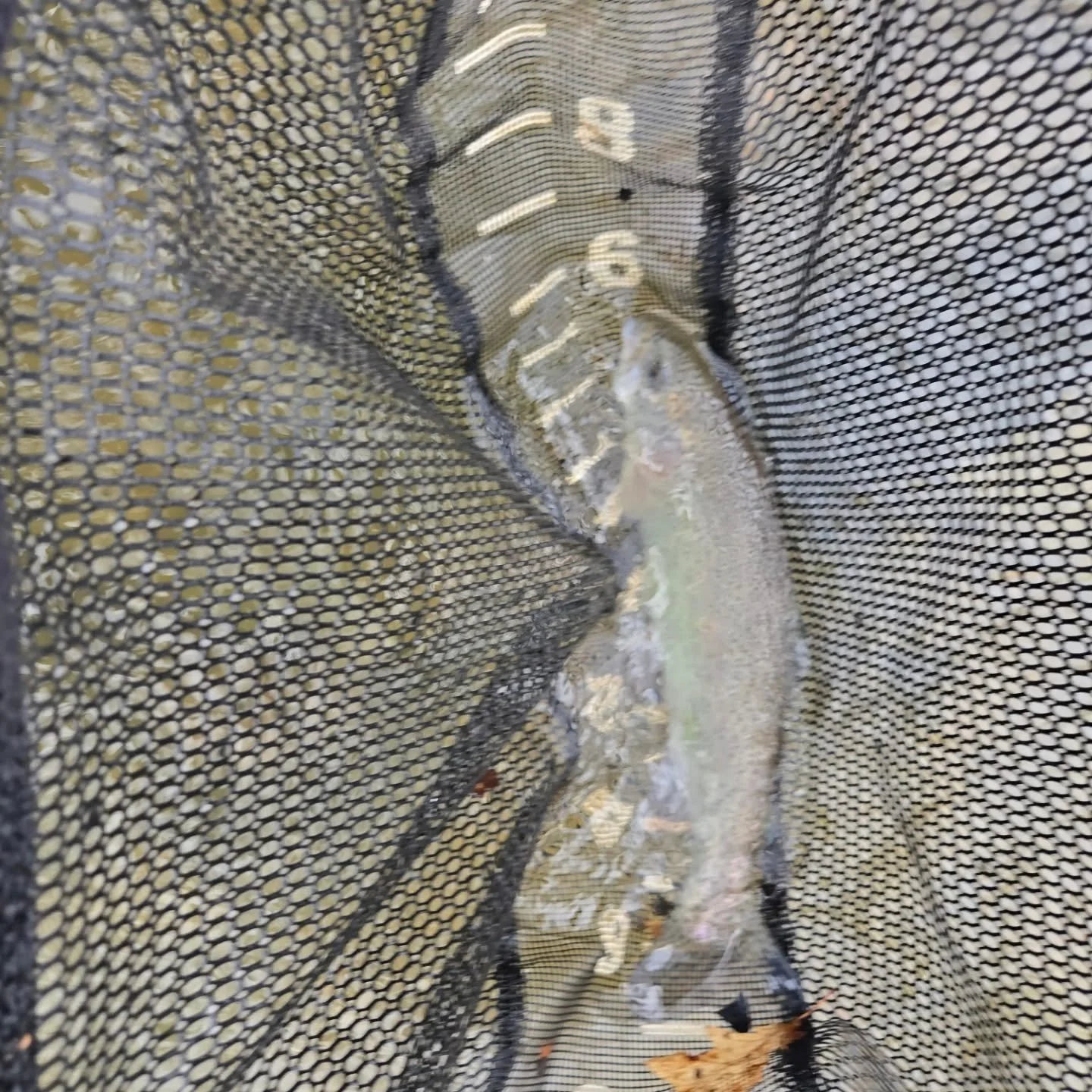 Out in South West Pa area, landed this guy in a heavy pressure creek. Water was running stained green, allot of angling pressure today. Still not bad for 2 hours. 
#DHALO #patroutfishing #rainbowtrout #swpennsylvania