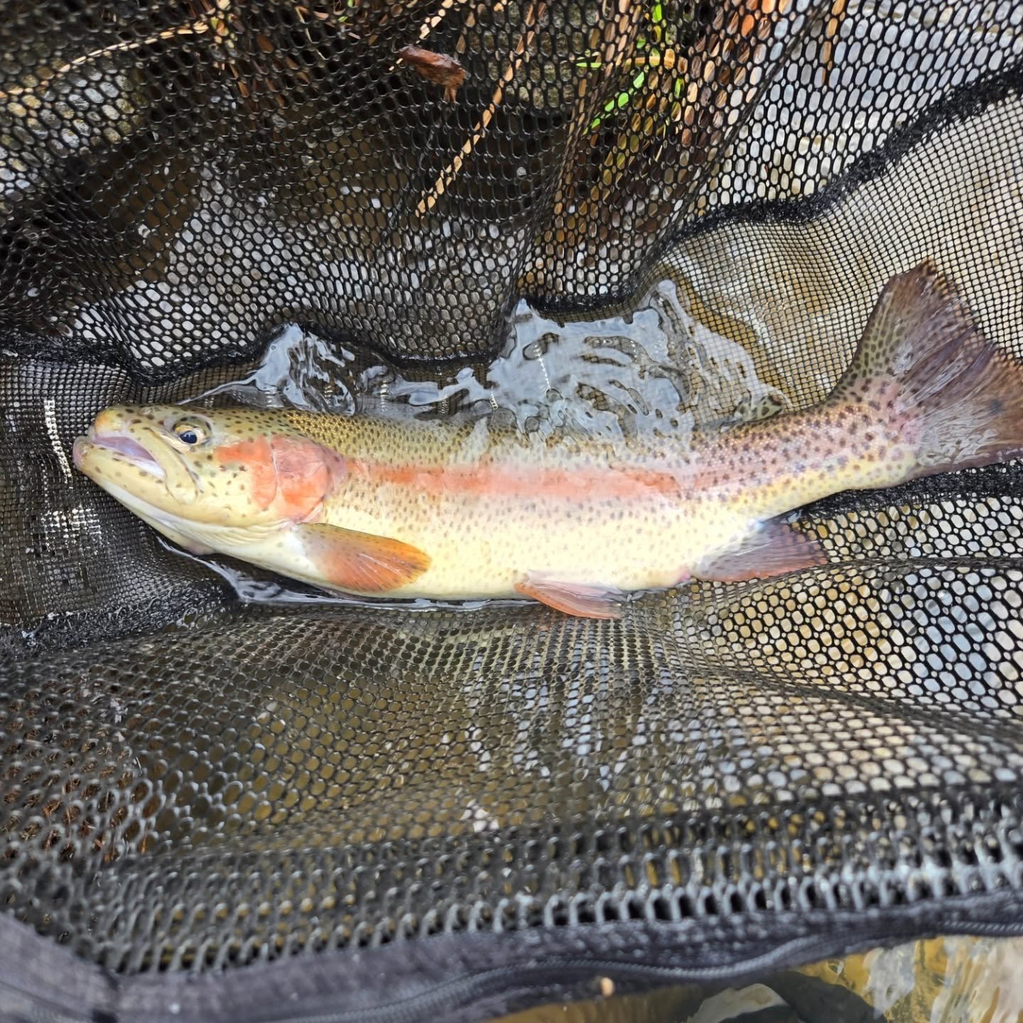 Still fishing in south west pa. Out of all the cookie cutter fish I had on today this was the only one worth a picture. Took a size 18 gasolina(sp) perdigon, water was a stained green and overcast sky. Put up a nice fight on the 11'3wt orvis blackout