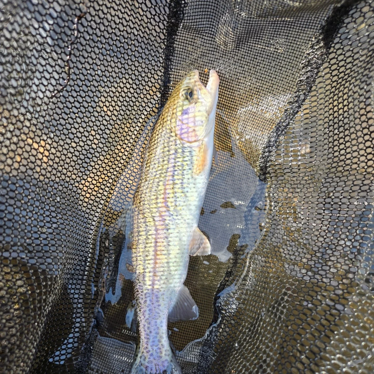 Another solid south west pa rainbow. I know stocked fish get a bad rap, but they adapt fast to the environment and when they are heavy pressured it does take skill to catch them. 

I must have put four flies through the hole I got this one out if, I 