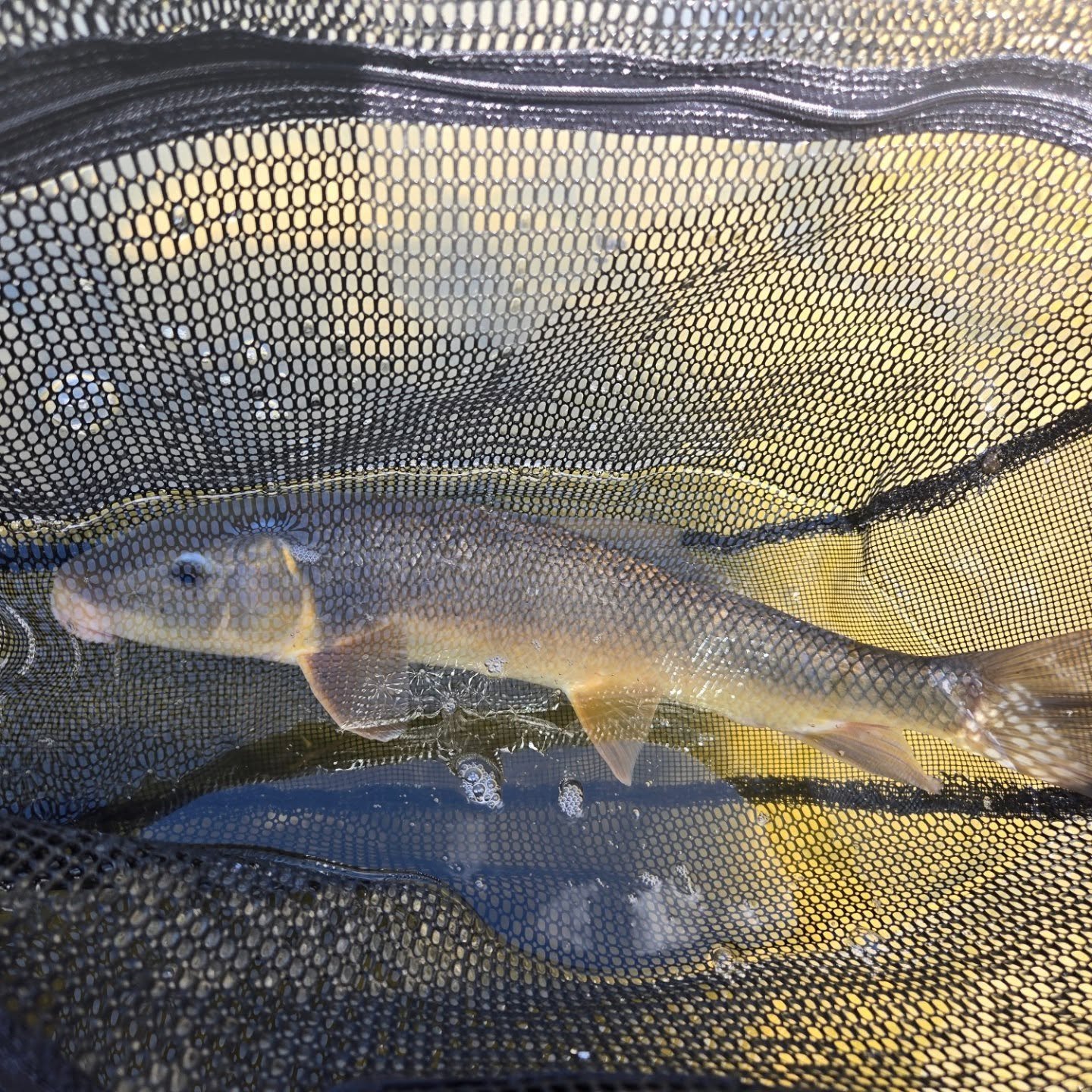 Golden suckers on the fly fight harder than trout. Caught alot of stocked rainbows today, non of them had the same tug as this guy.

#suckerfish #veteranownedsmallbusiness #patroutfishing #stressreliever #euronymphing