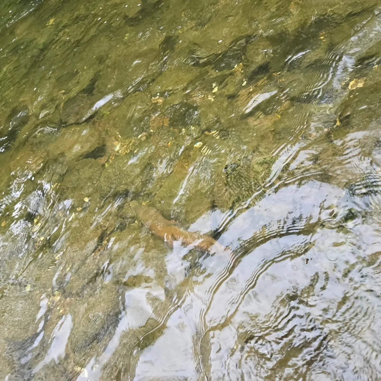 Love watching them swim away for someone else to enjoy. 

#catchandrelease #browntrout #stockedtrout #veteranflyfishing #getoutdoorsmore