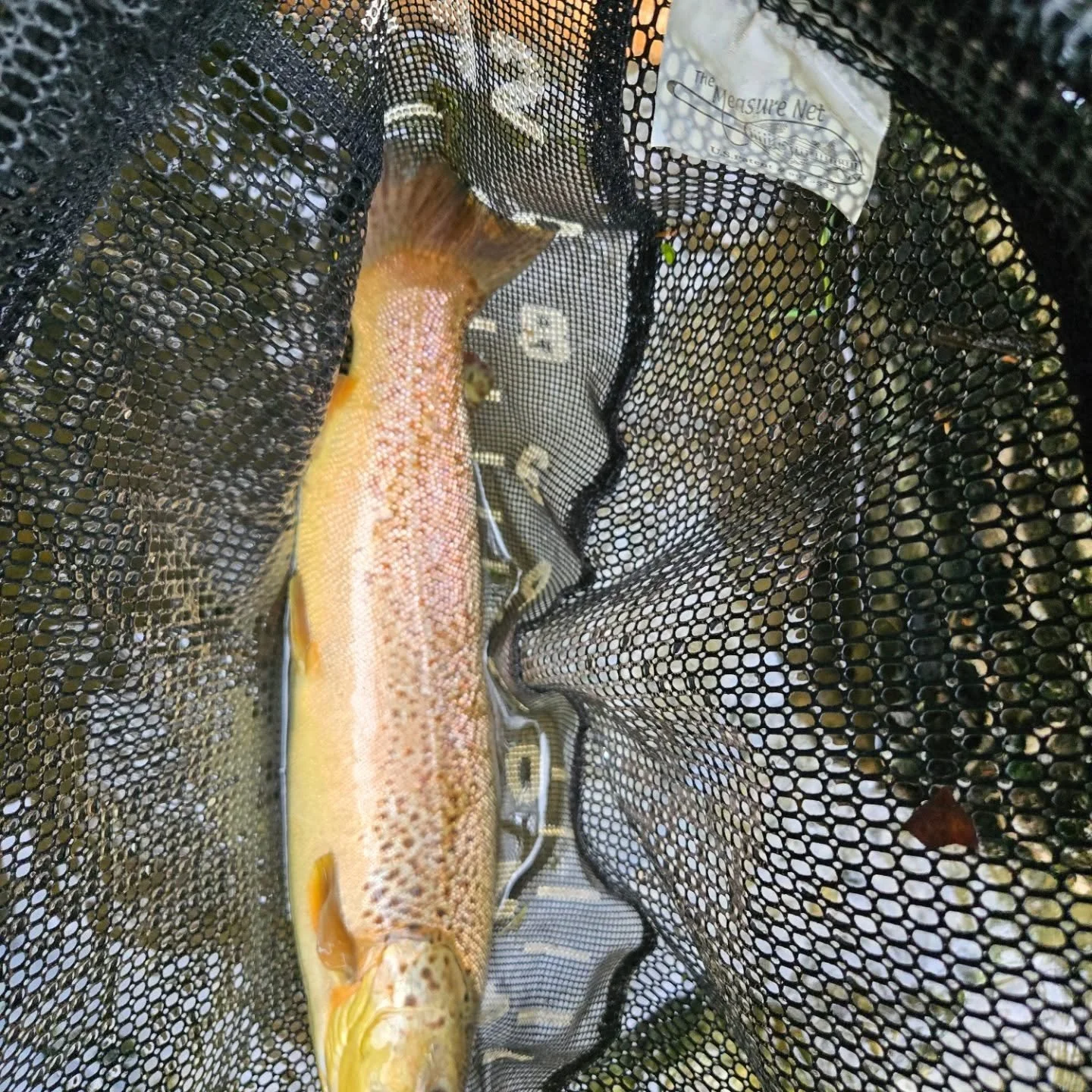 Great day on the river, one of many this size. 

Had the Orvis 11'3wt blackout edition. Handles fish well with 6x tippet.

If you havent done so, get out enjoy nature and decompress. 

#browntrout #stockedtrout #veteranflyfishing #stressreliever #fre
