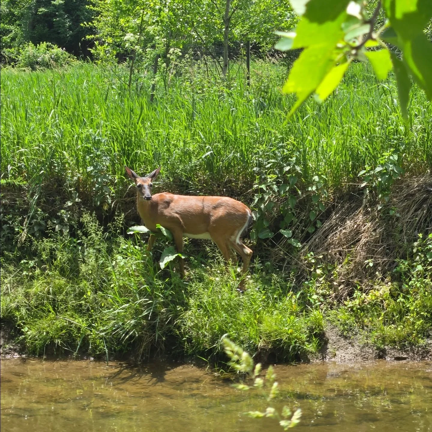 Out walking along Ridley Creek today with the wife and dog, walked up on this momma doe, she didnt move and watched us the whole time. 
@ashbridgepreserve 
#mommadeer #ridleycreek #getoutdoorsmore #stressfree #familyfirst
