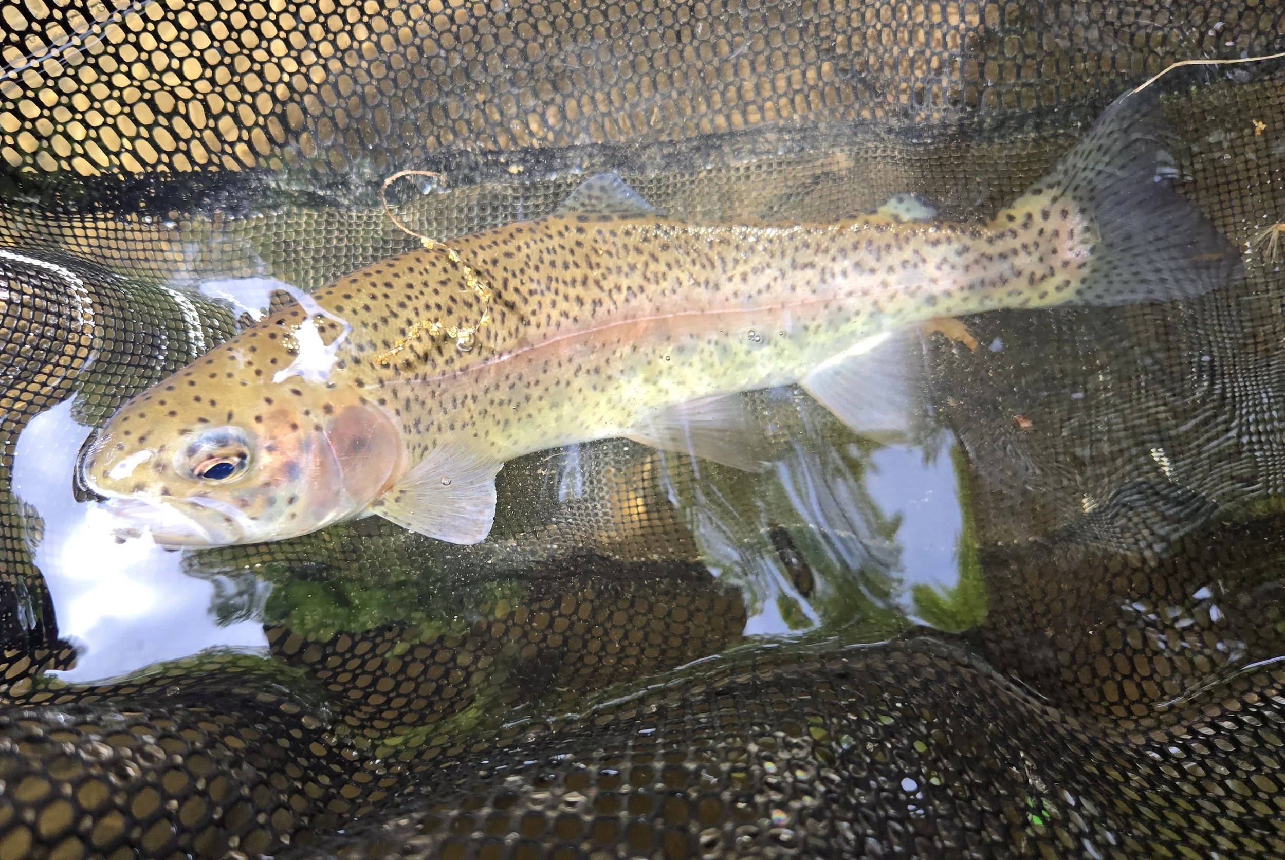 A nice clean finned Rainbow trout caught in Southeast Pennsylvania.
