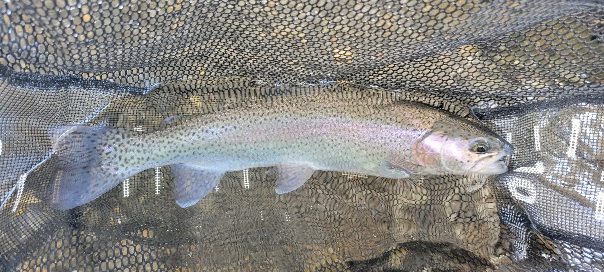Rainbow Trout