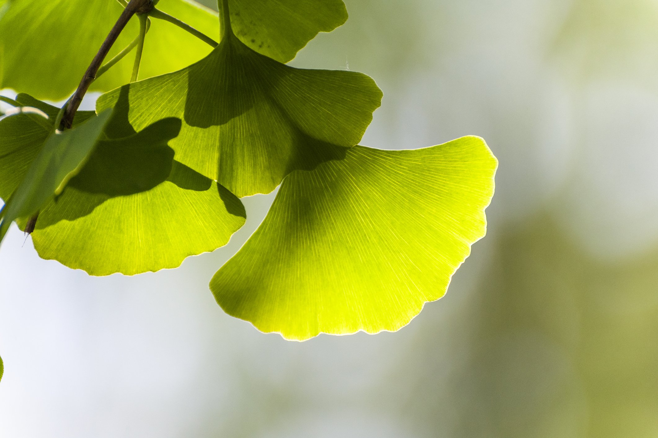 Close-up of vibrant green ginkgo biloba leaves illuminated by sunlight, showcasing their distinct fan shape and delicate vein patterns against a soft background