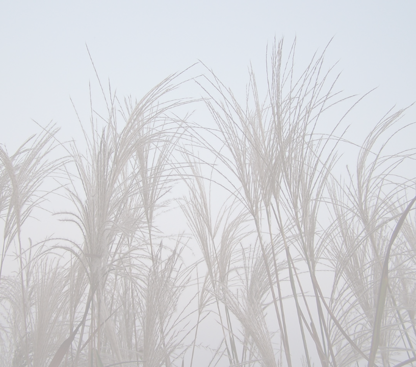 Tall native grasses silhouetted against a soft, misty morning sky in the Riverland, creating a serene and ethereal landscape