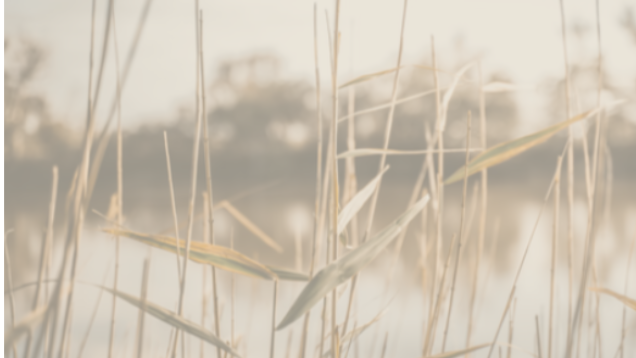Soft-focus photograph of tall, golden reeds by the River Murray in Renmark, with a calm river and blurred trees in the background, evoking a tranquil, natural setting at sunrise or sunset