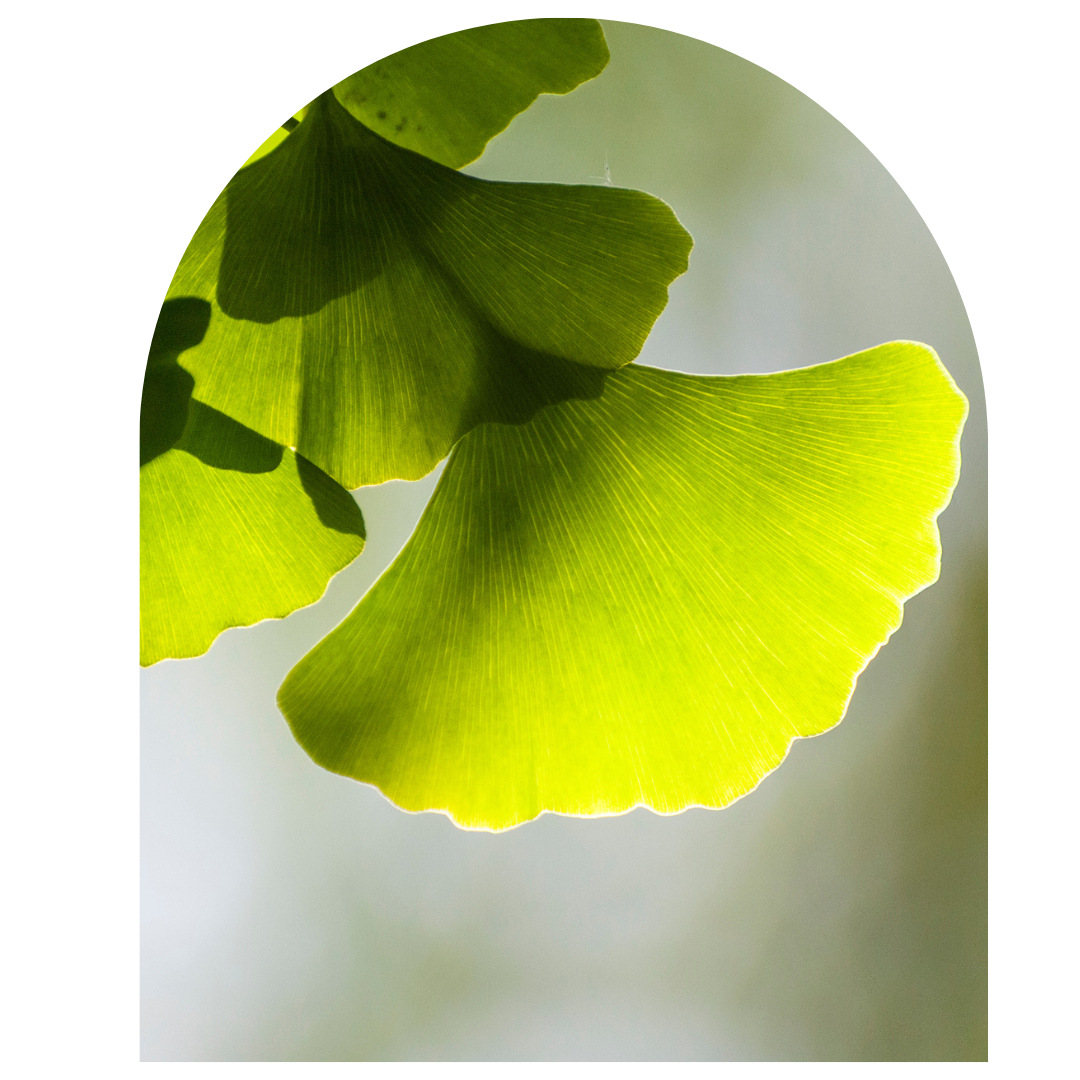 Close-up of vibrant green ginkgo biloba leaves illuminated by sunlight, showcasing their distinct fan shape and delicate vein patterns against a soft background