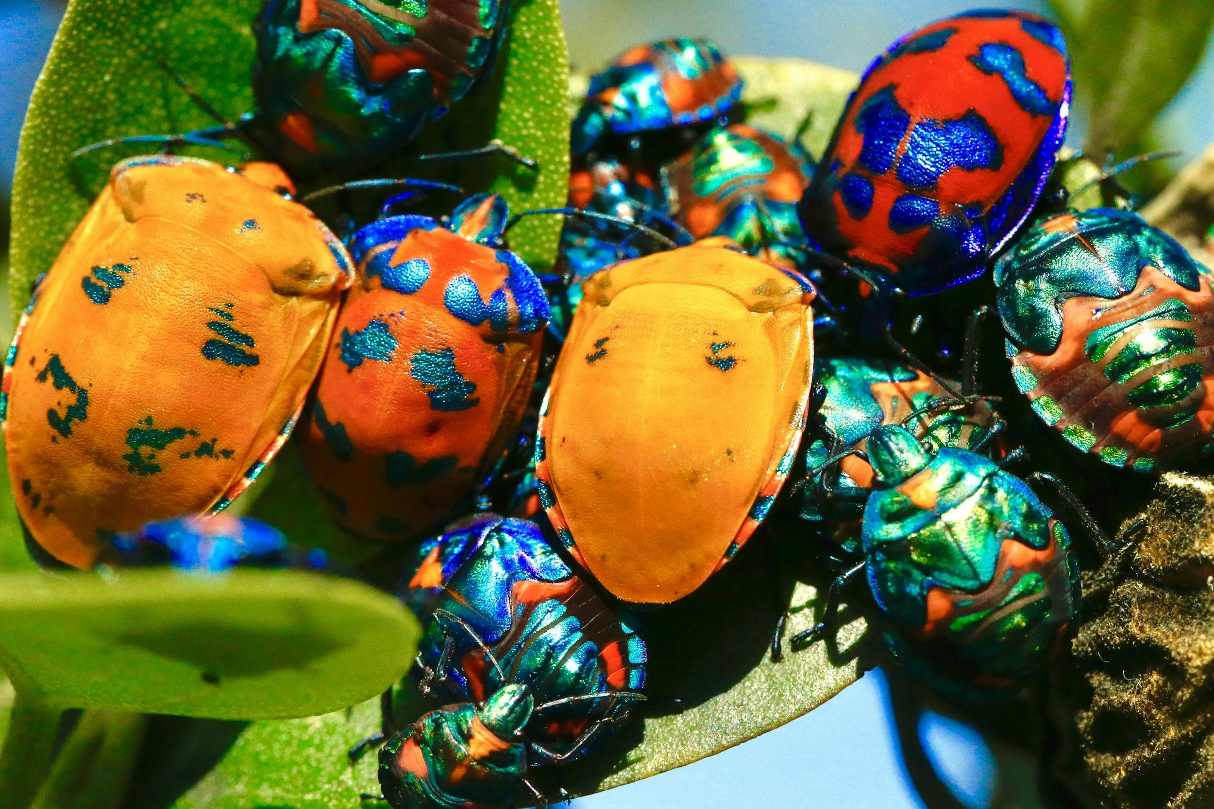 Bug Day 2025