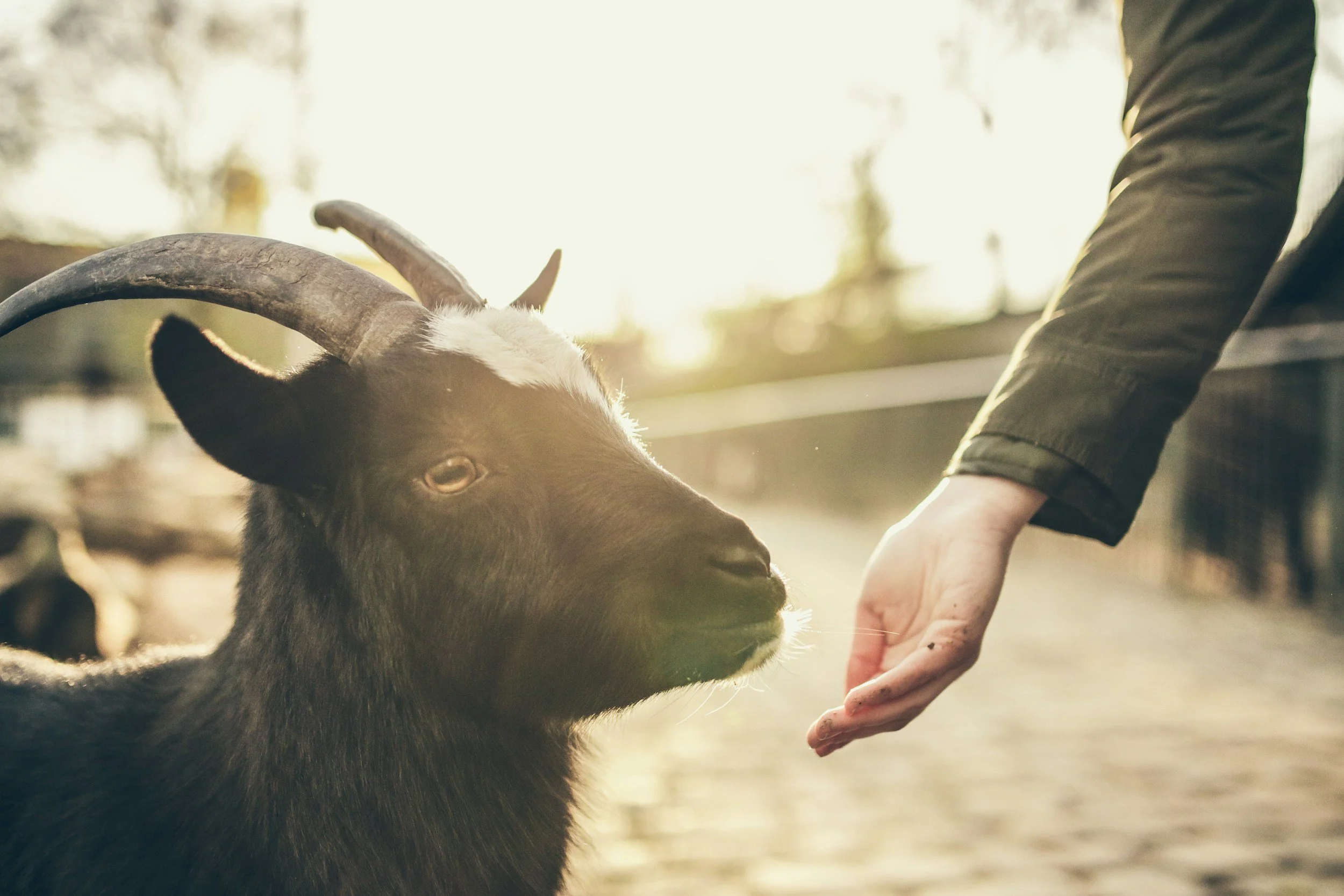 Pony Express Ranch Petting Zoo & Pumpkin Patch