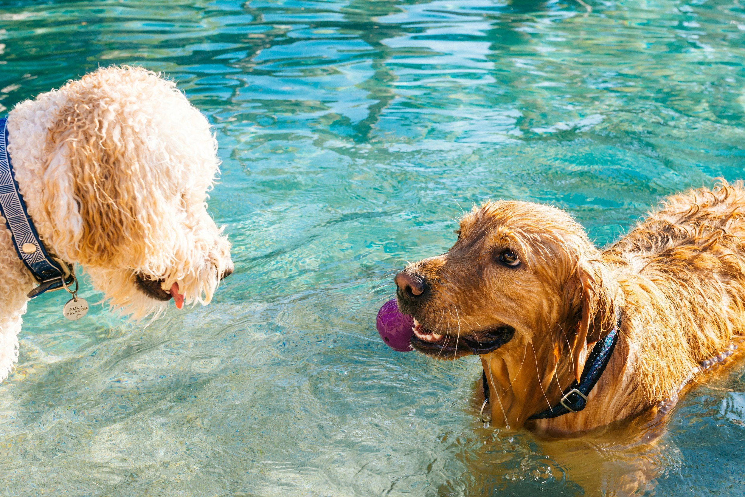 Nampa Parks and Recreation 18th Annual Pooch Party