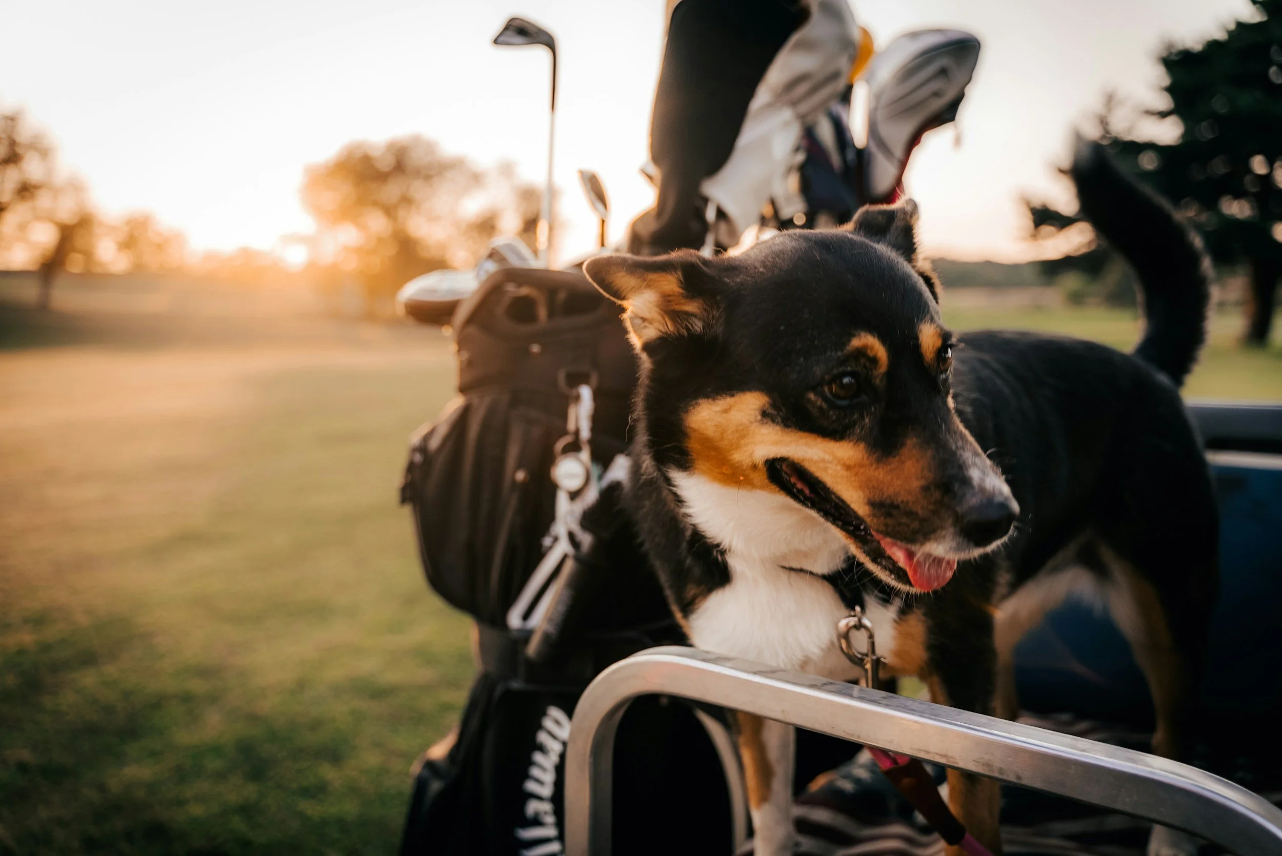 7th Annual Animal Retreat Charity Golf Tournament