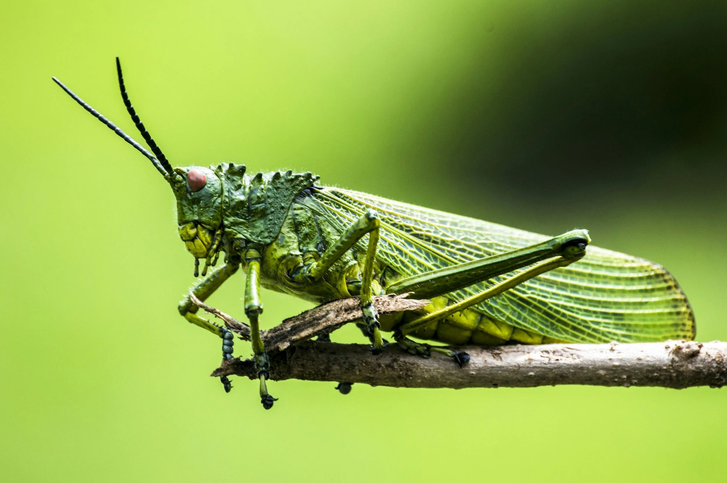 Bug Day at Idaho Botanical Gardens