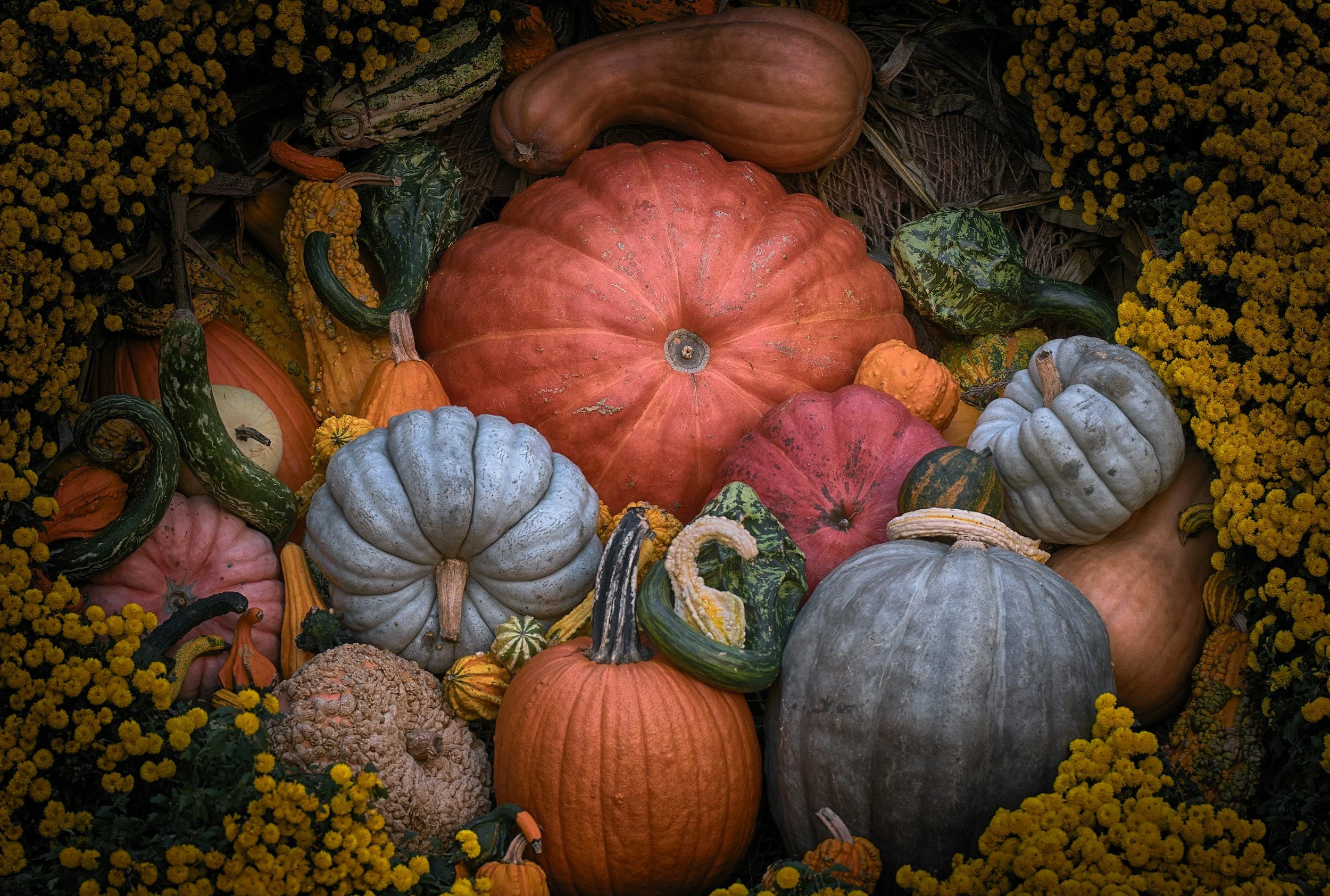 Eagle Harvest Festival