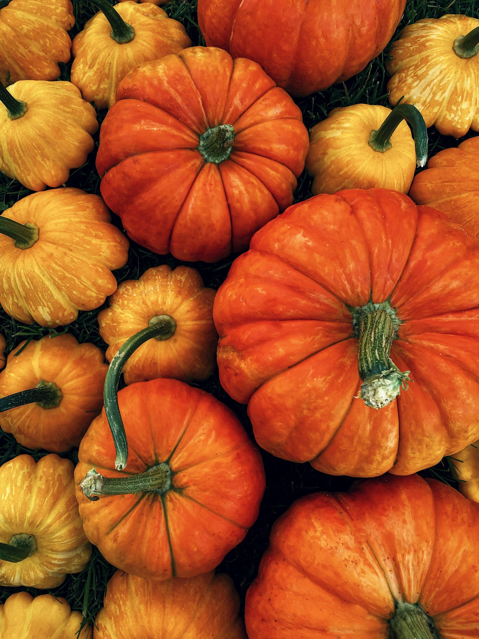 The Great Pumpkin Giveaway