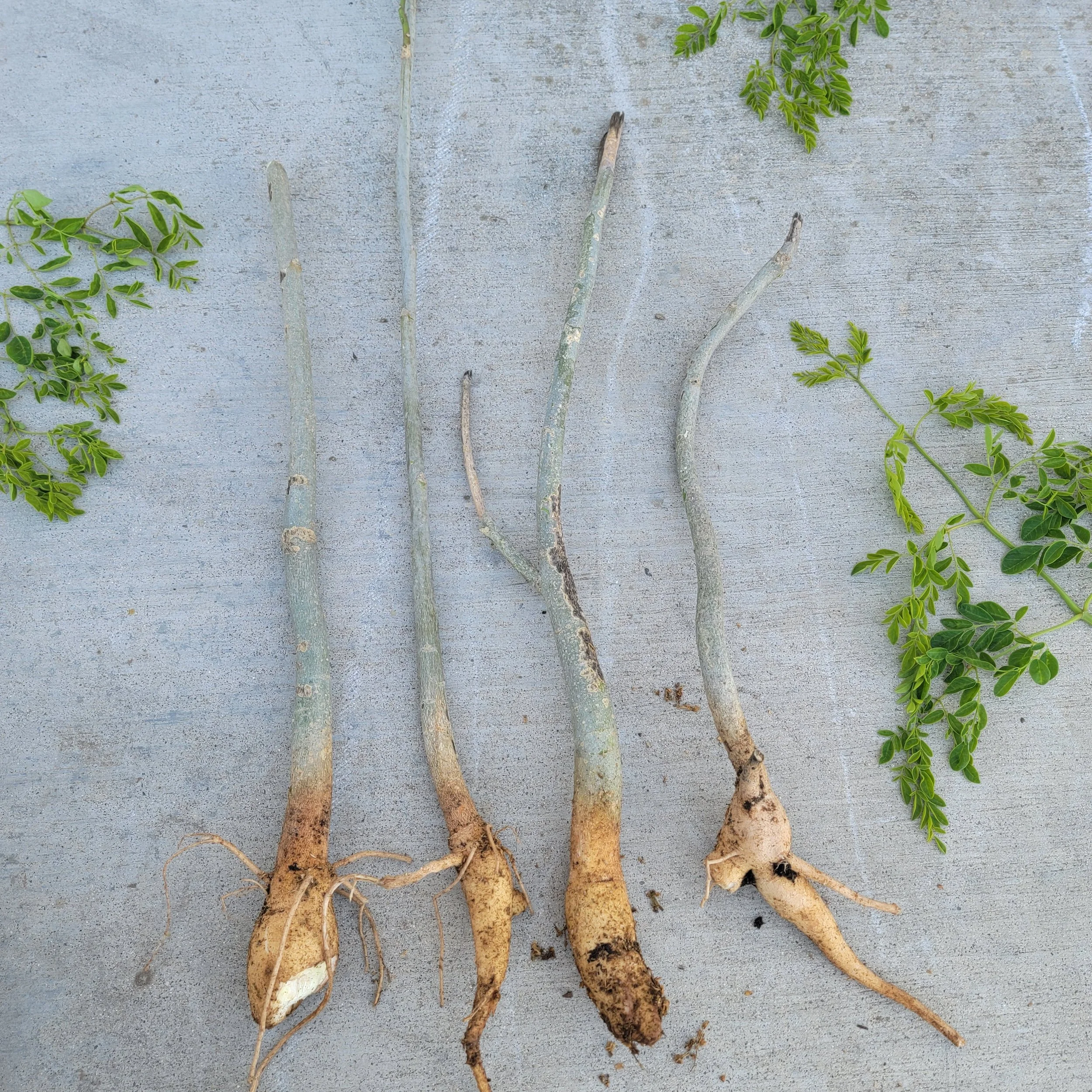 Moringa tree taproot