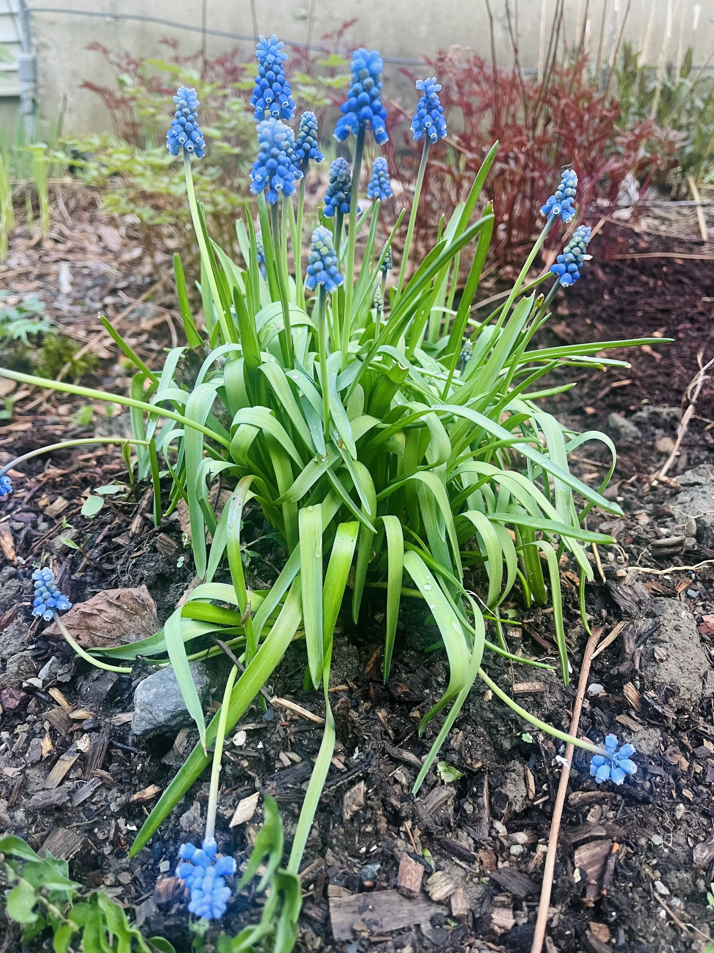Cluster of blue grape hyacinth flowers with long green leaves growing in dark soil in a garden bed.