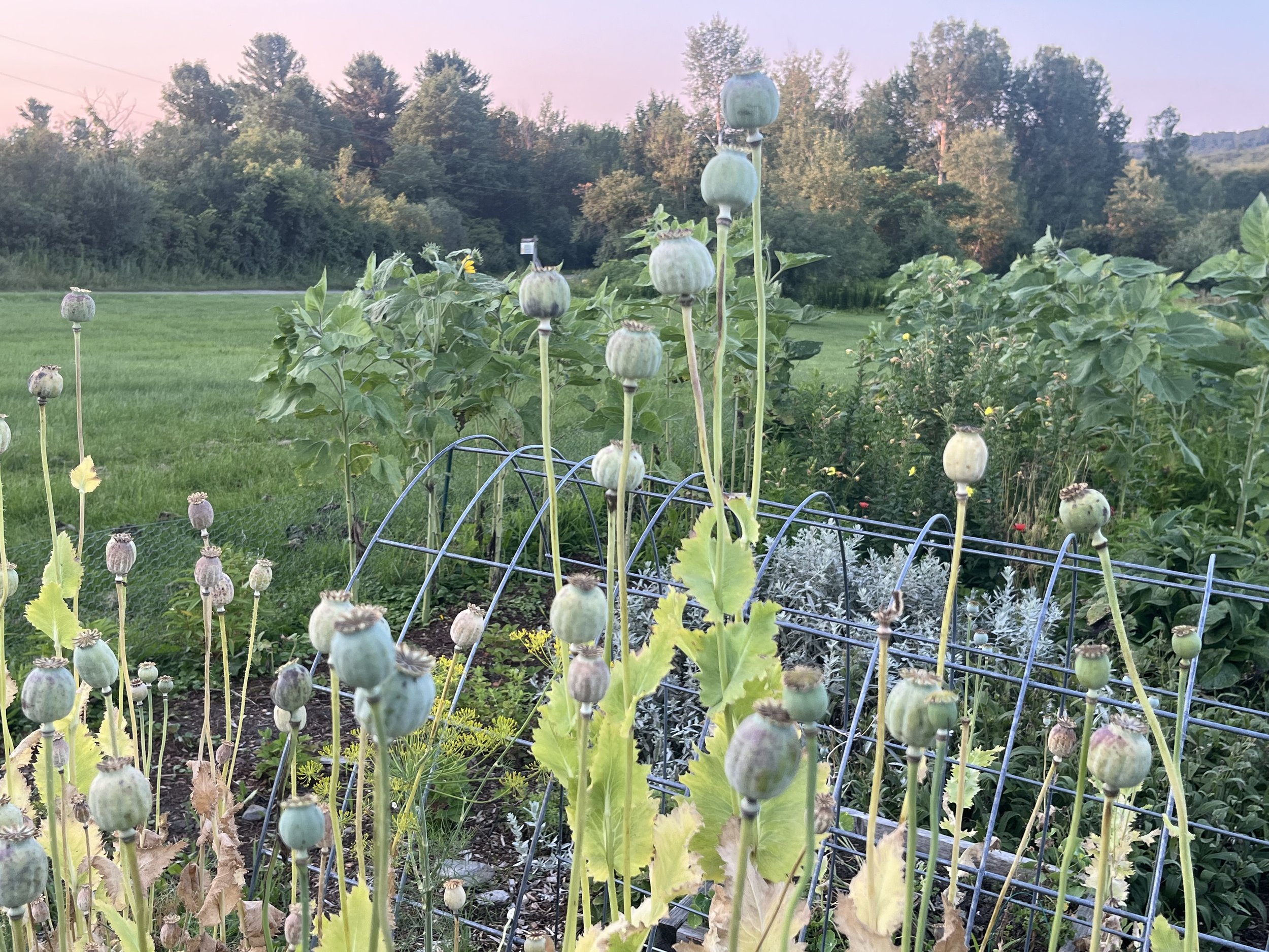 Let It Grow, Let It Go: What Gardening Taught Me About Non-Attachment