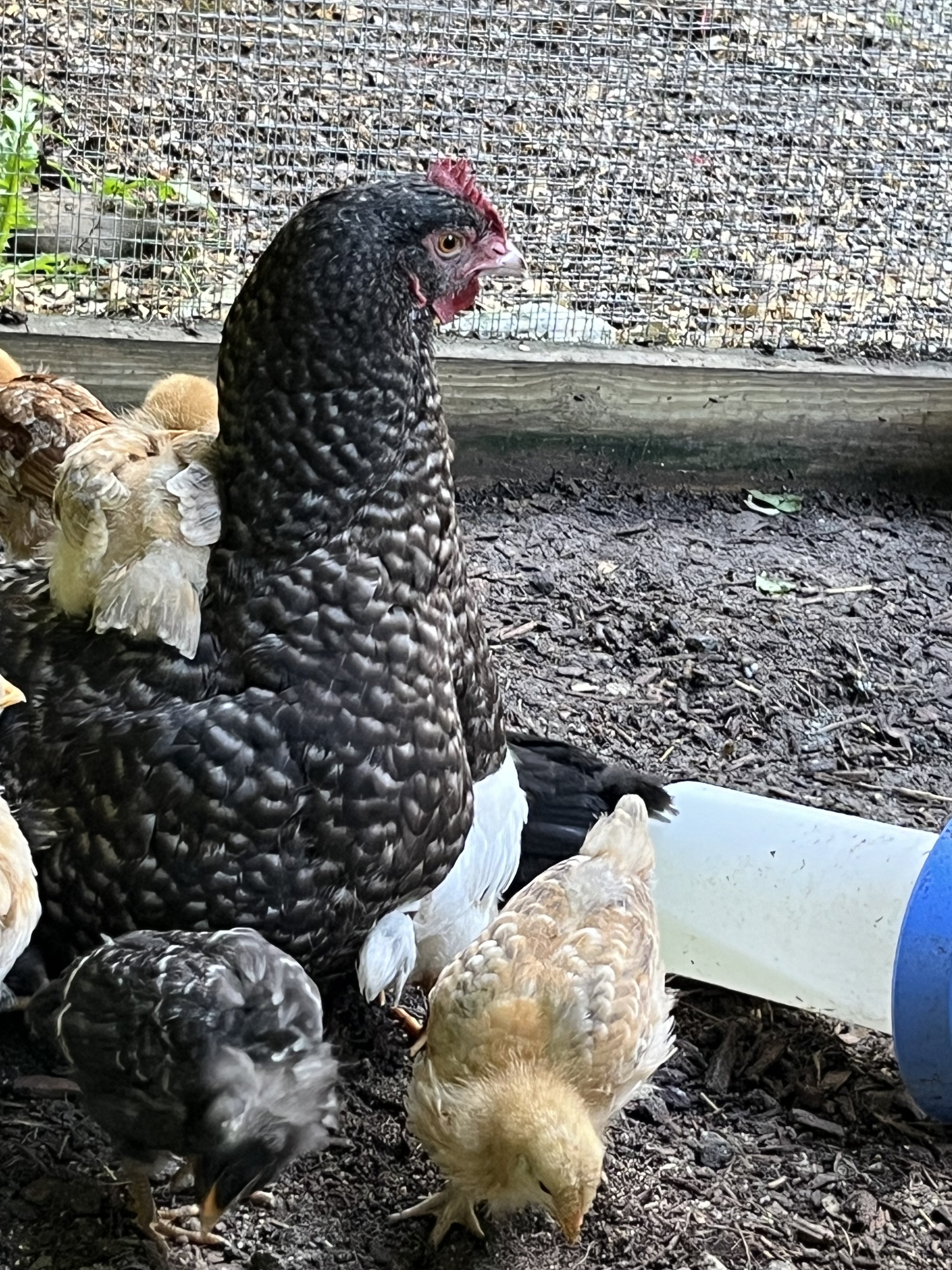 Broody Hens, Breeding and Multi-age Flock Raising