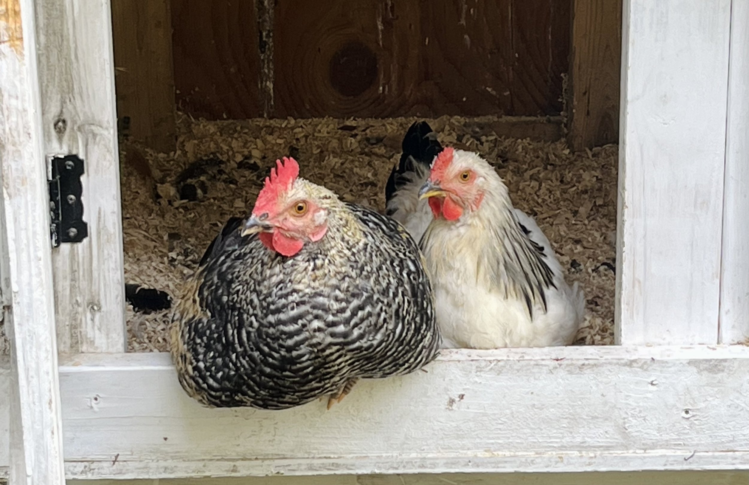 Life with a Free-Range Flock in the Hills of Hinesburg