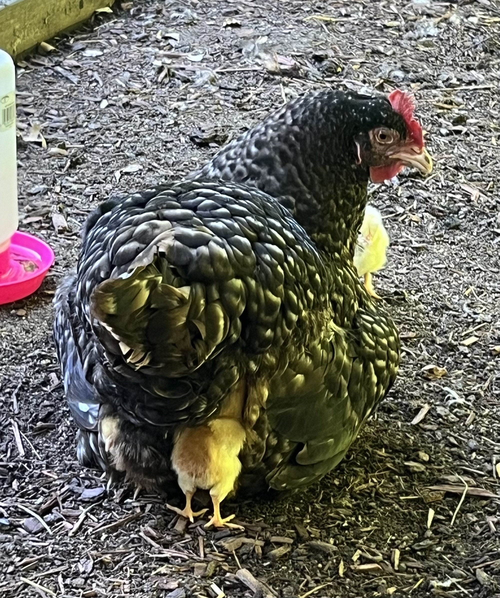 Broody Again: Frog the Hen and Her Springtime Ritual