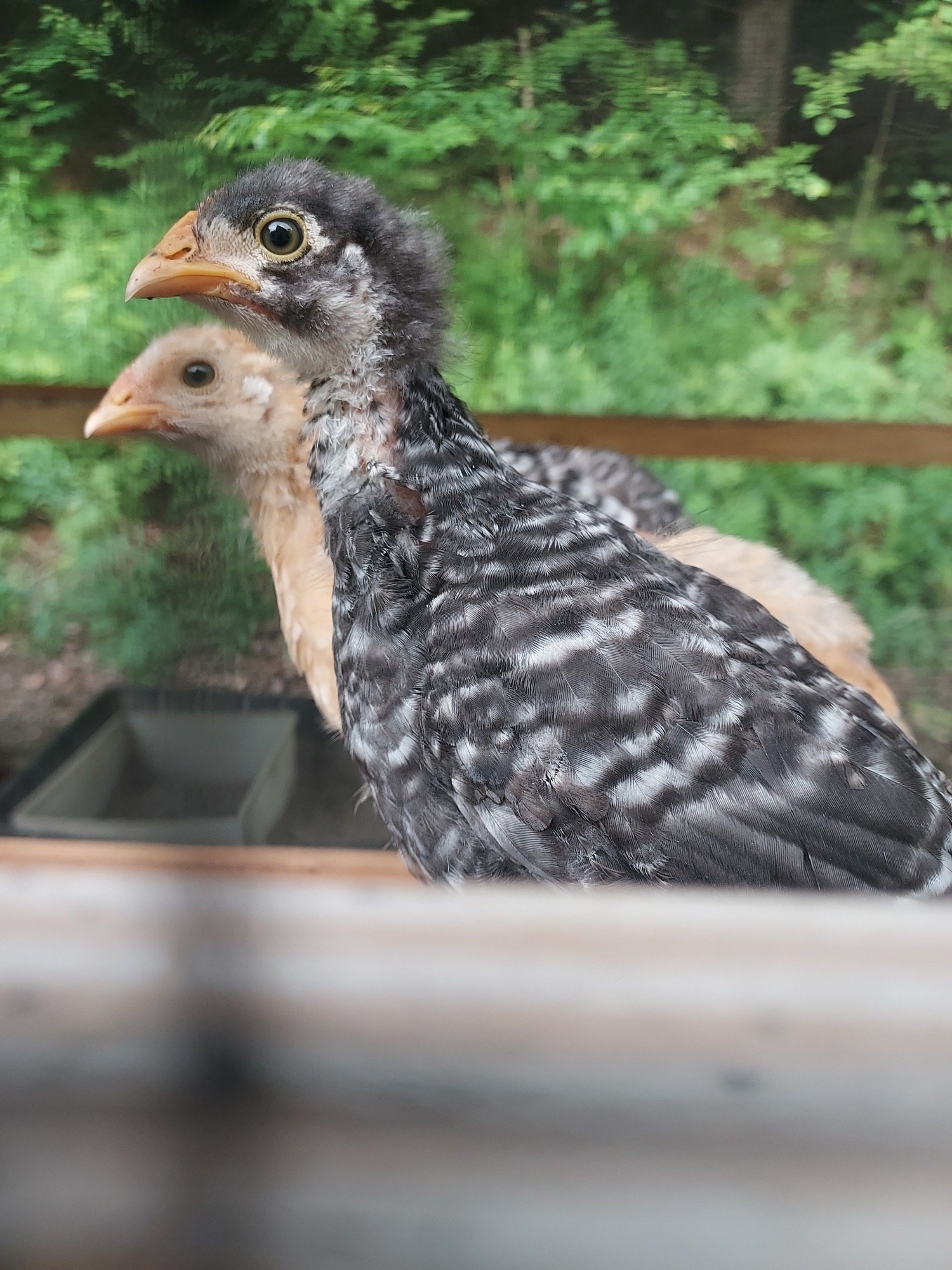 An Invitation from BB Lane Garden: Come Meet Our Mother Hen & Newborn Chicks!