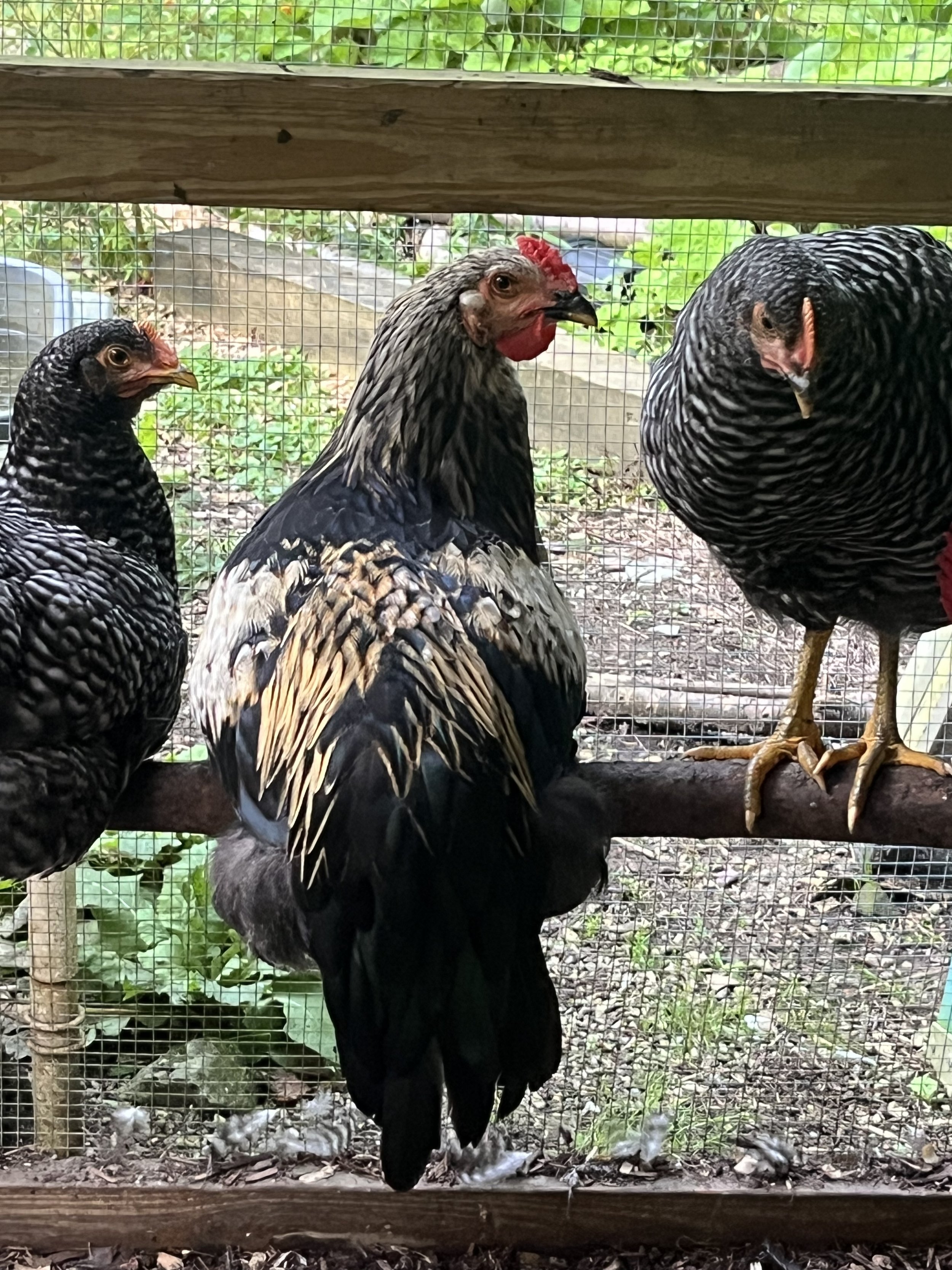 Line Breeding Chickens: Preserving Traits Through Generations