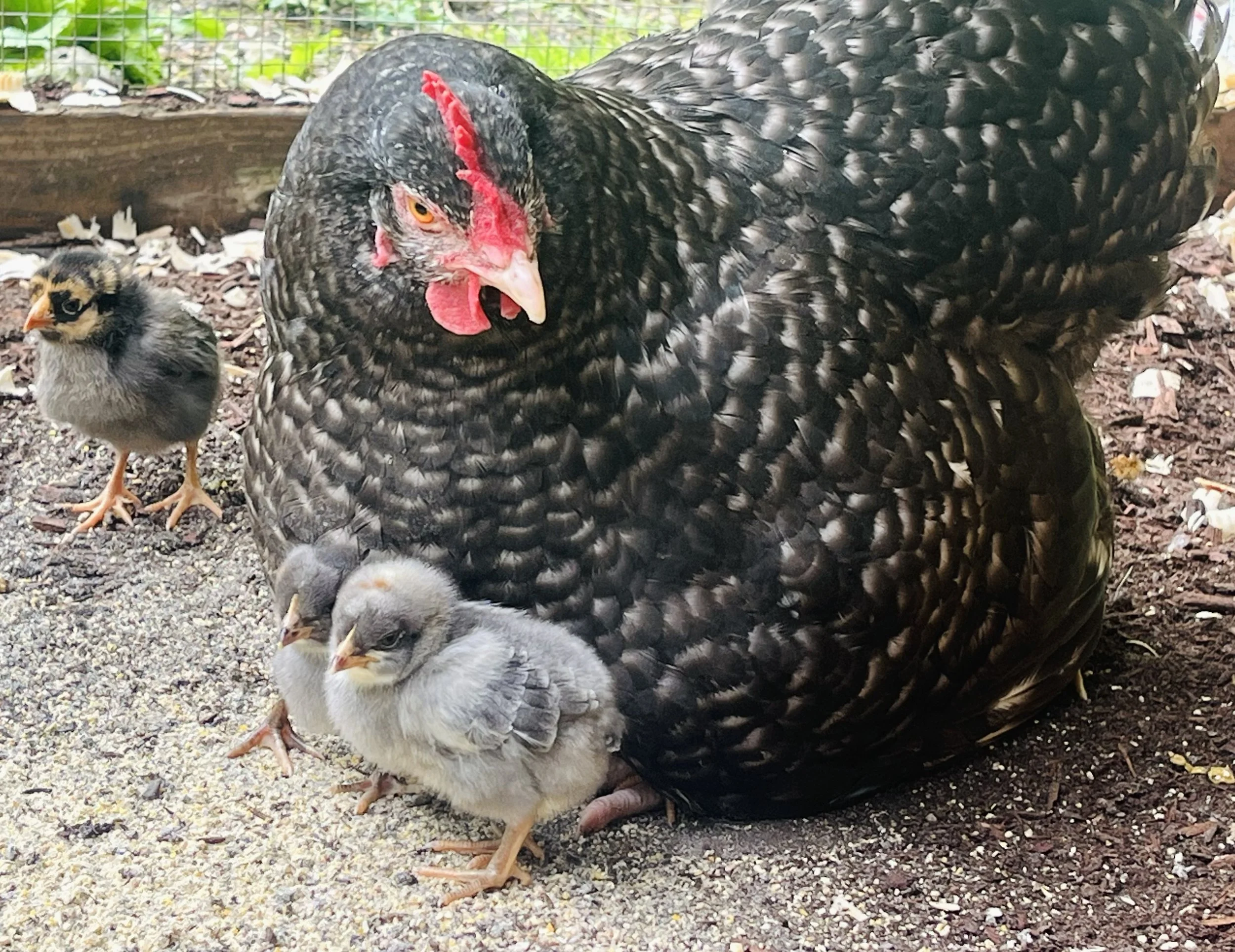 Why I Switched to using Organic Chicken Feed without Soy and Corn