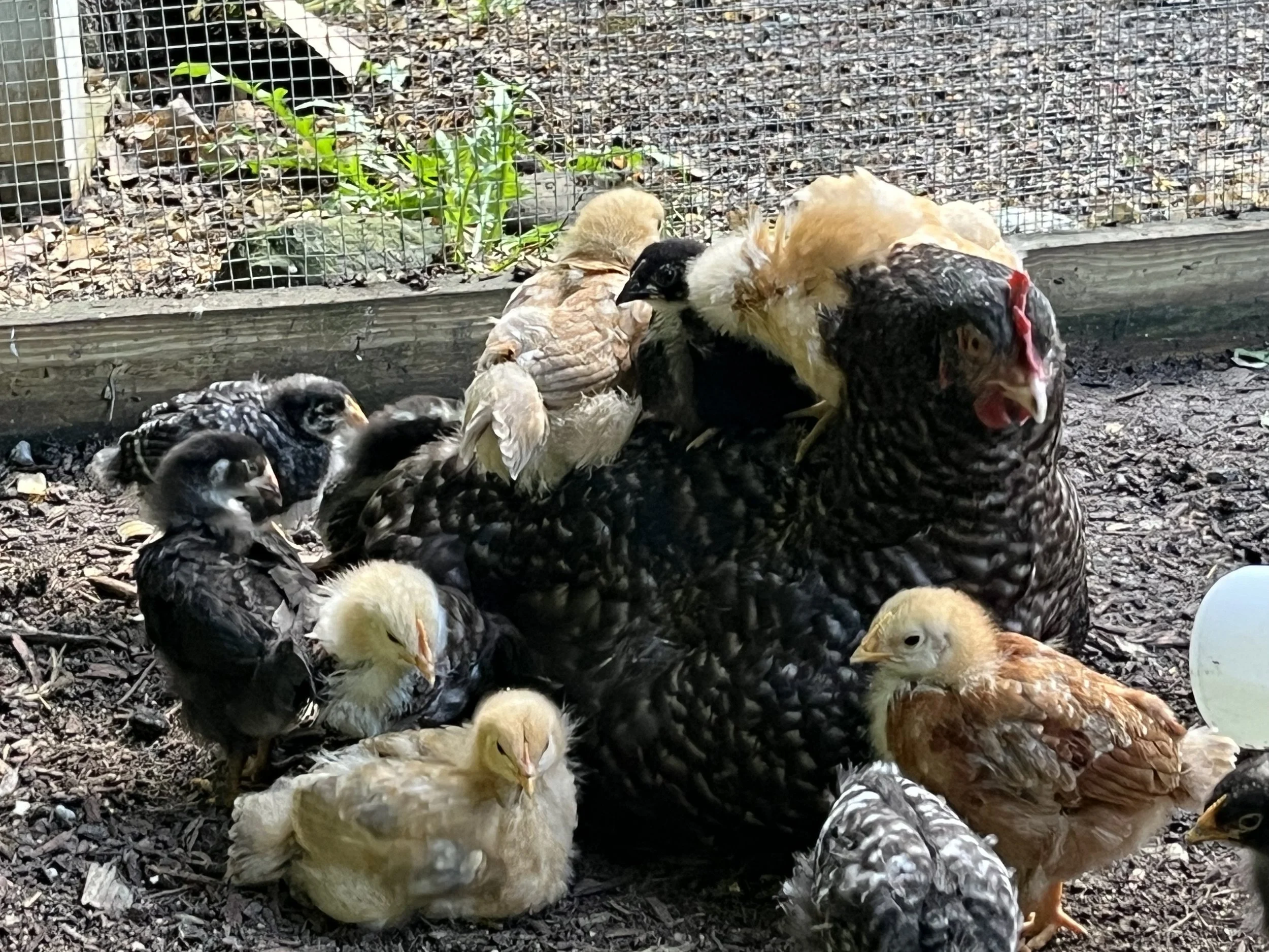 The Art of Setting the Hen: Midwifing the "Mother Instinct" for Natural Chickenkeeping
