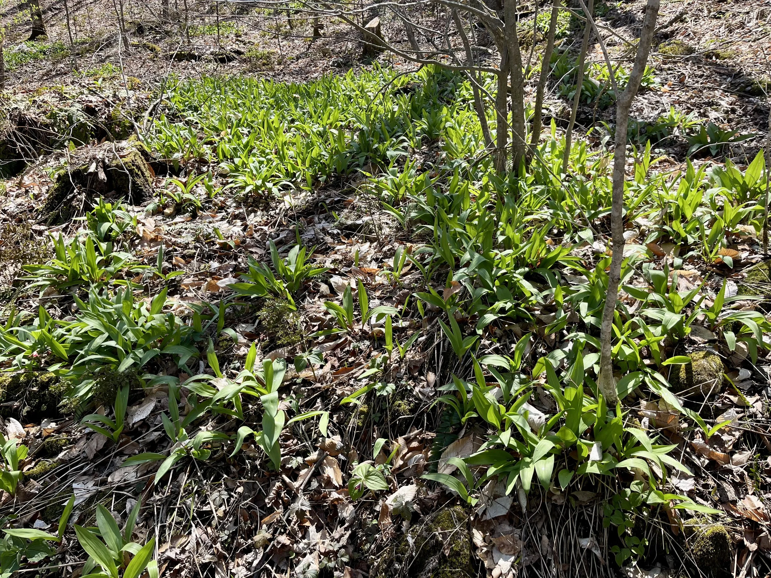 How to Find Ramps in Vermont: A guide to recognizing the landscape that holds them