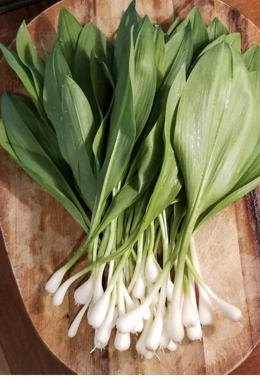 Ramps: Seasonality, Stewardship, and the Vermont Landscape
