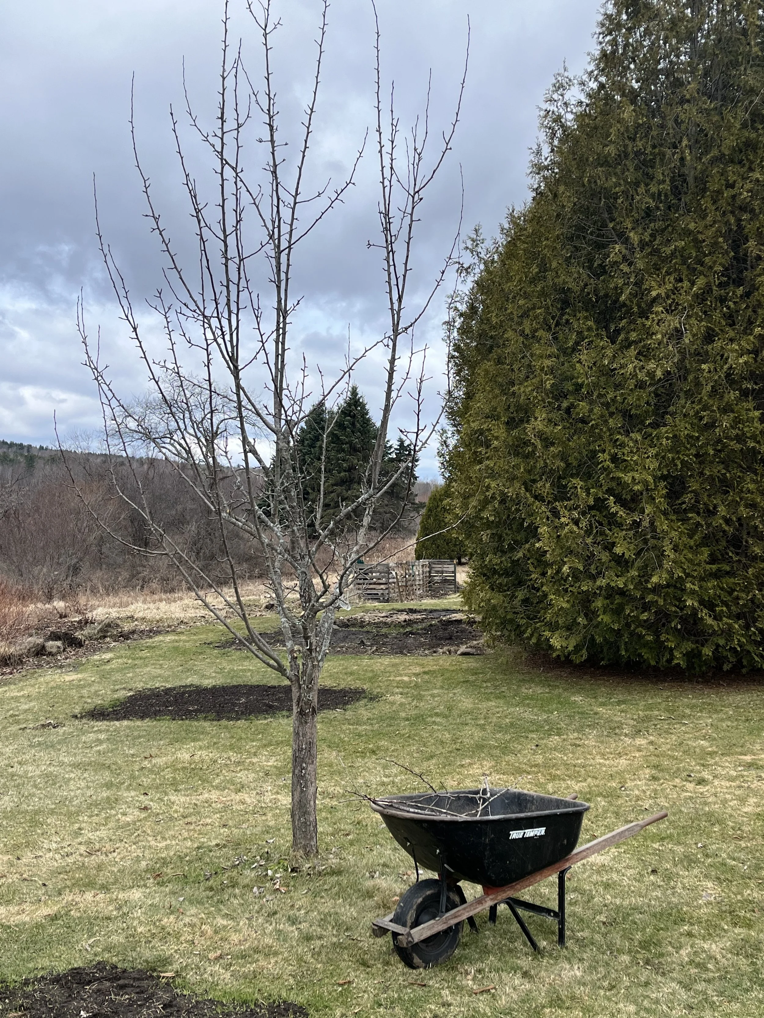 Renovating Overgrown Fruit + Ornamental  Trees in Vermont