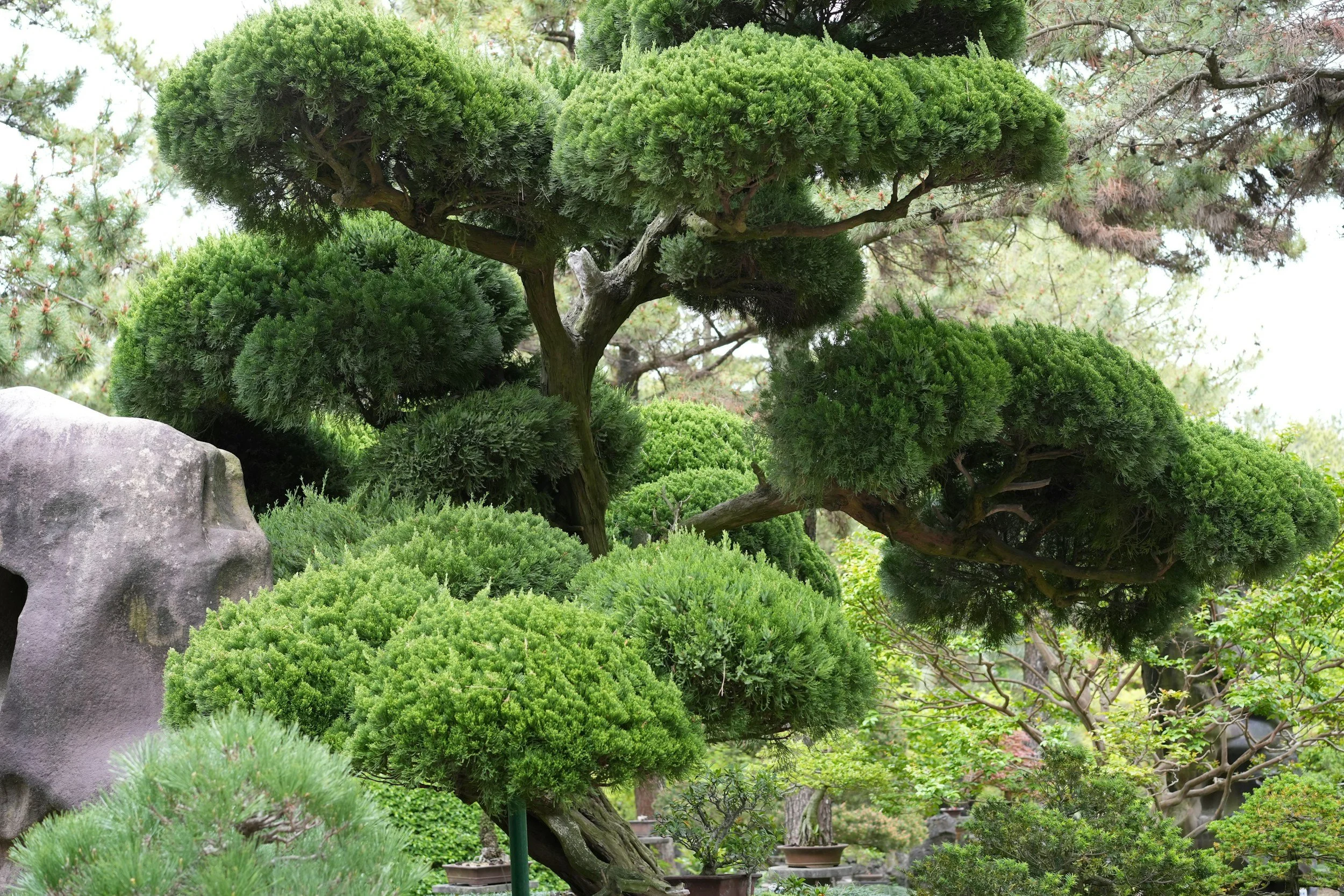 Pollarding: Between Tradition, Utility, and Restraint