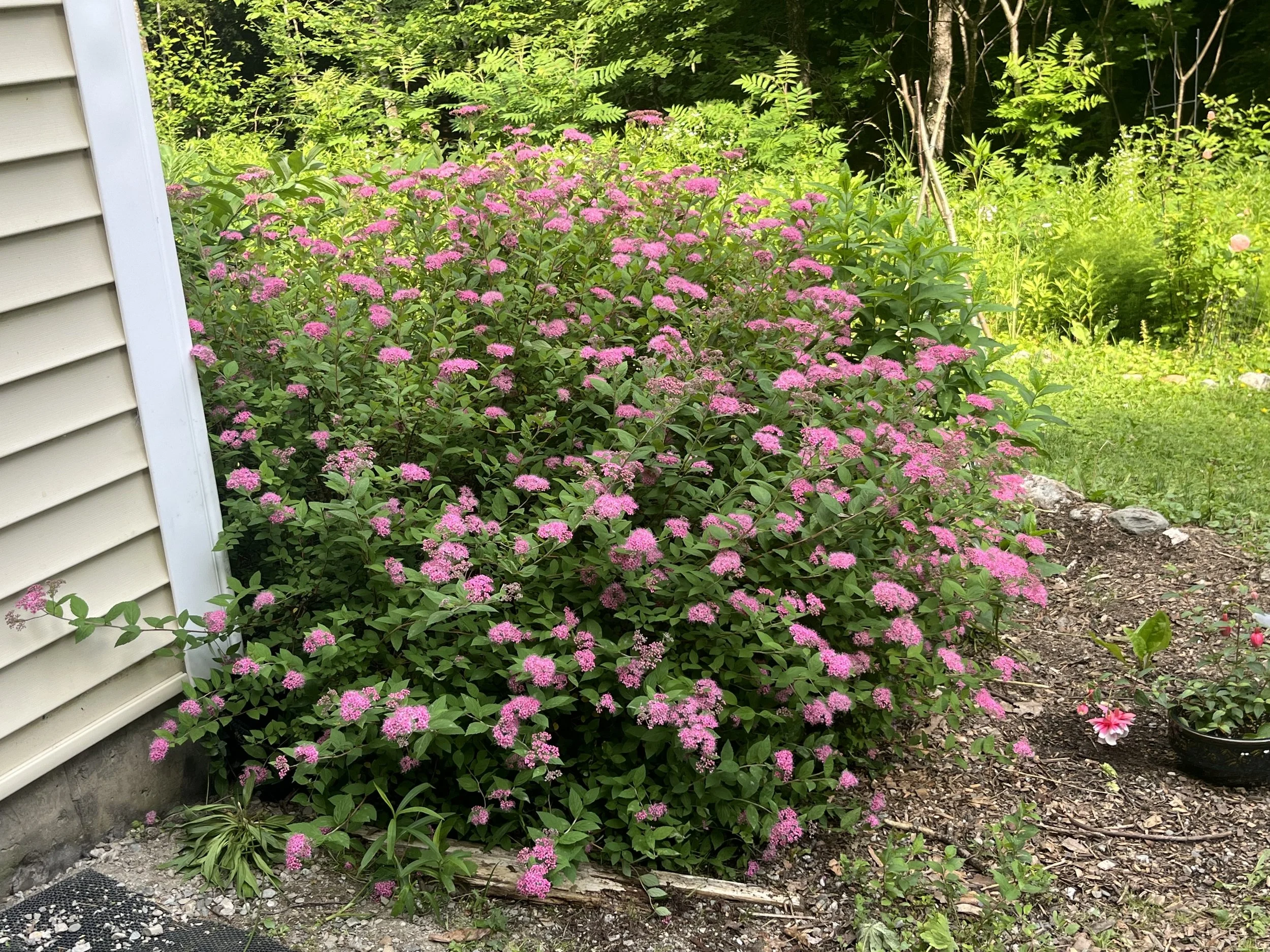 Inside My Mind: How I Renovate Overgrown Fruit Trees and Shrubs