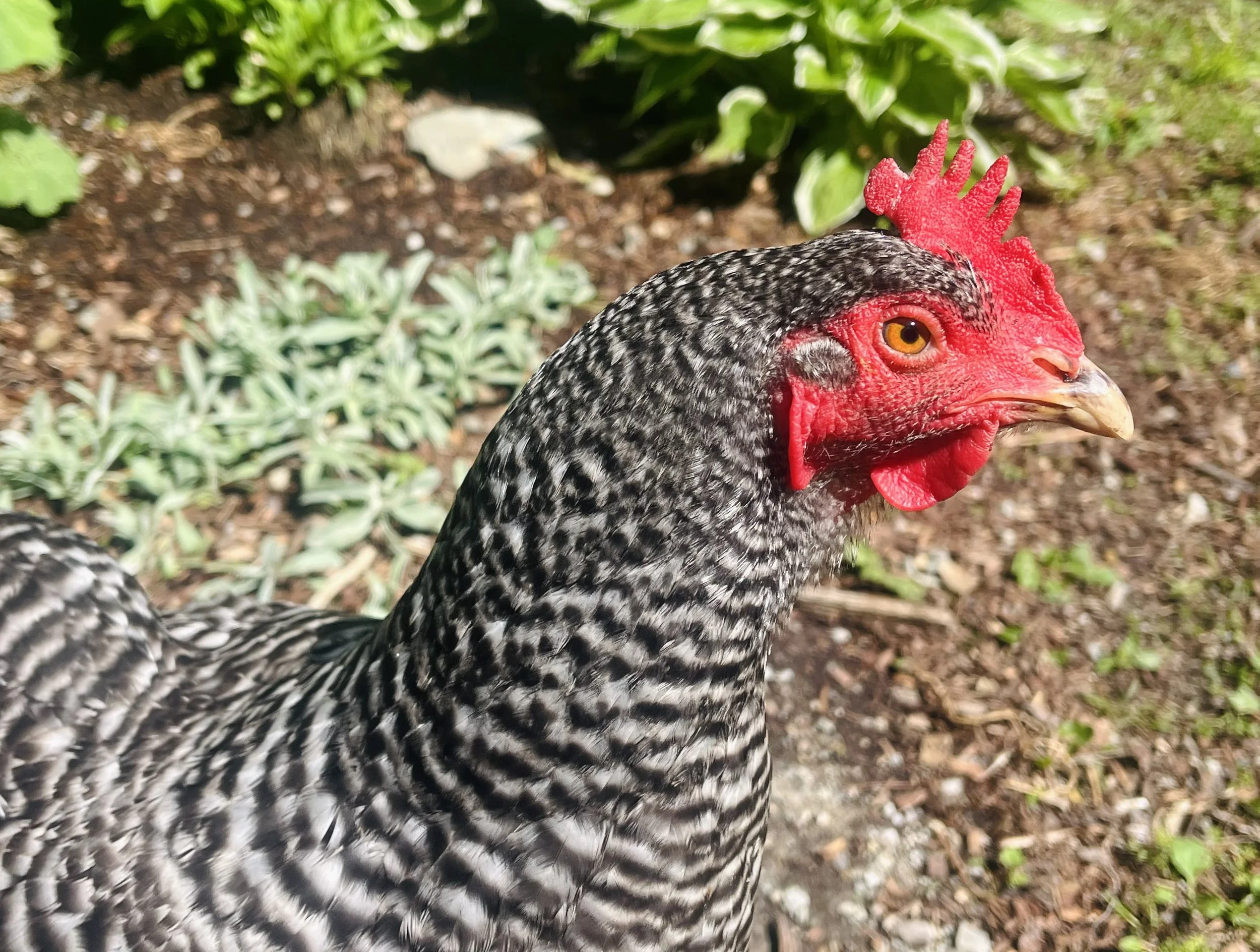 Can Chickens Really Control Ticks? 