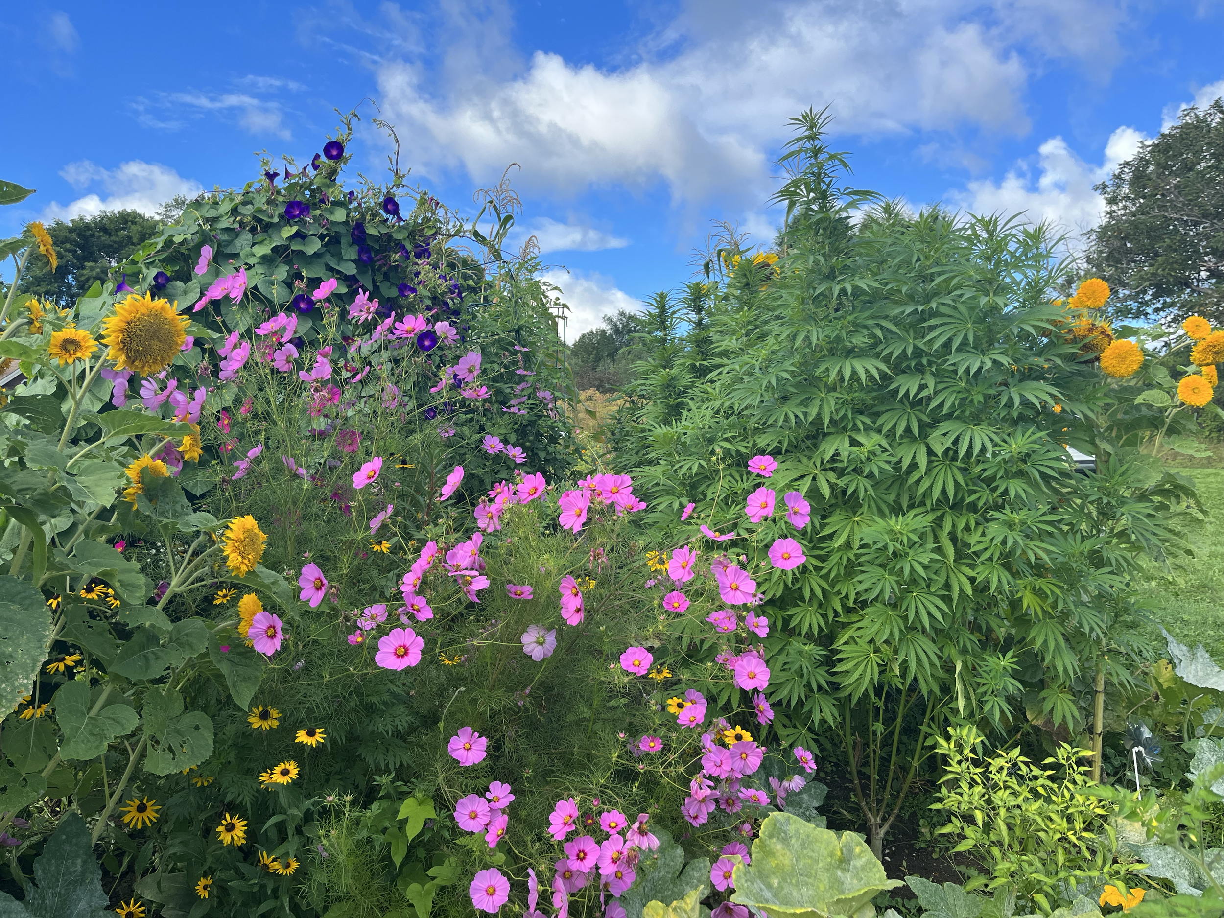 Colorful garden with sunflowers, cosmos flowers, and green foliage under a blue sky.