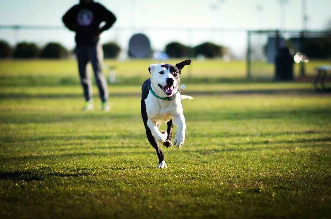5 Off Leash Lessons