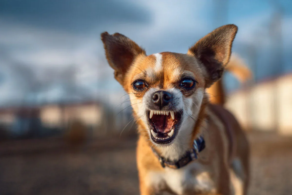 3 Aggression Lessons