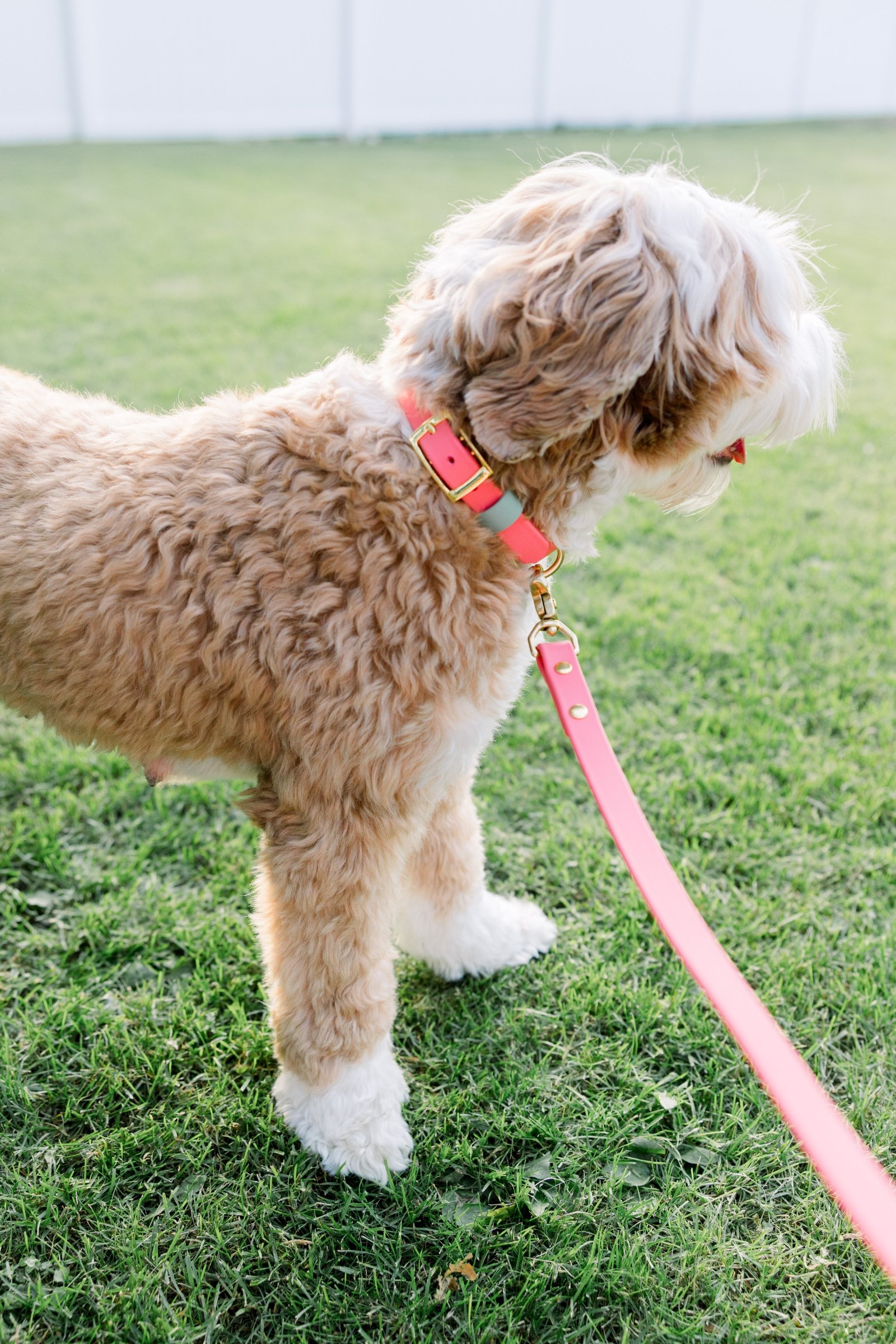 The Signature Buckle Collar